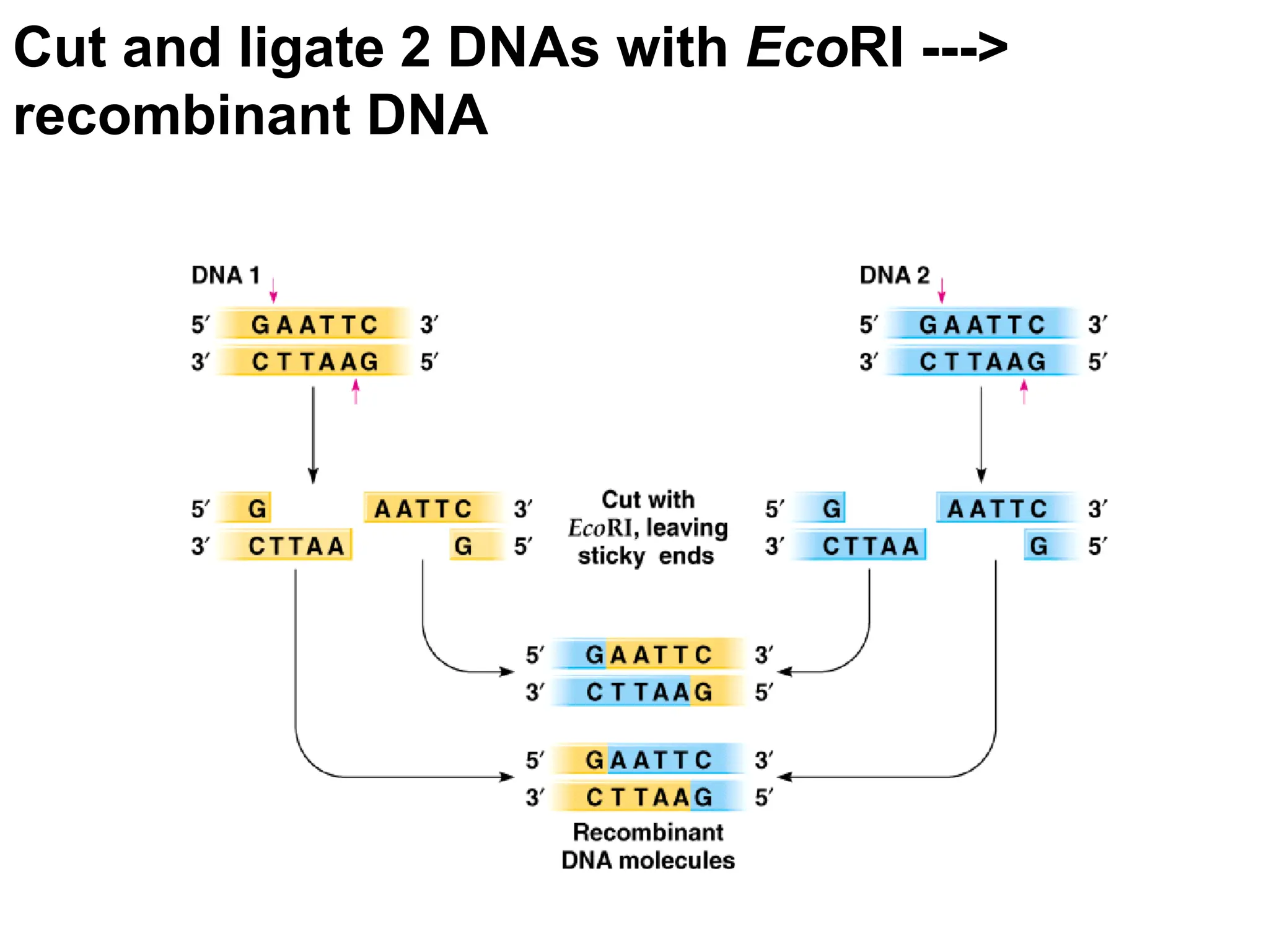 Cut and ligate 2 DNAs with EcoRI --->
recombinant DNA
 