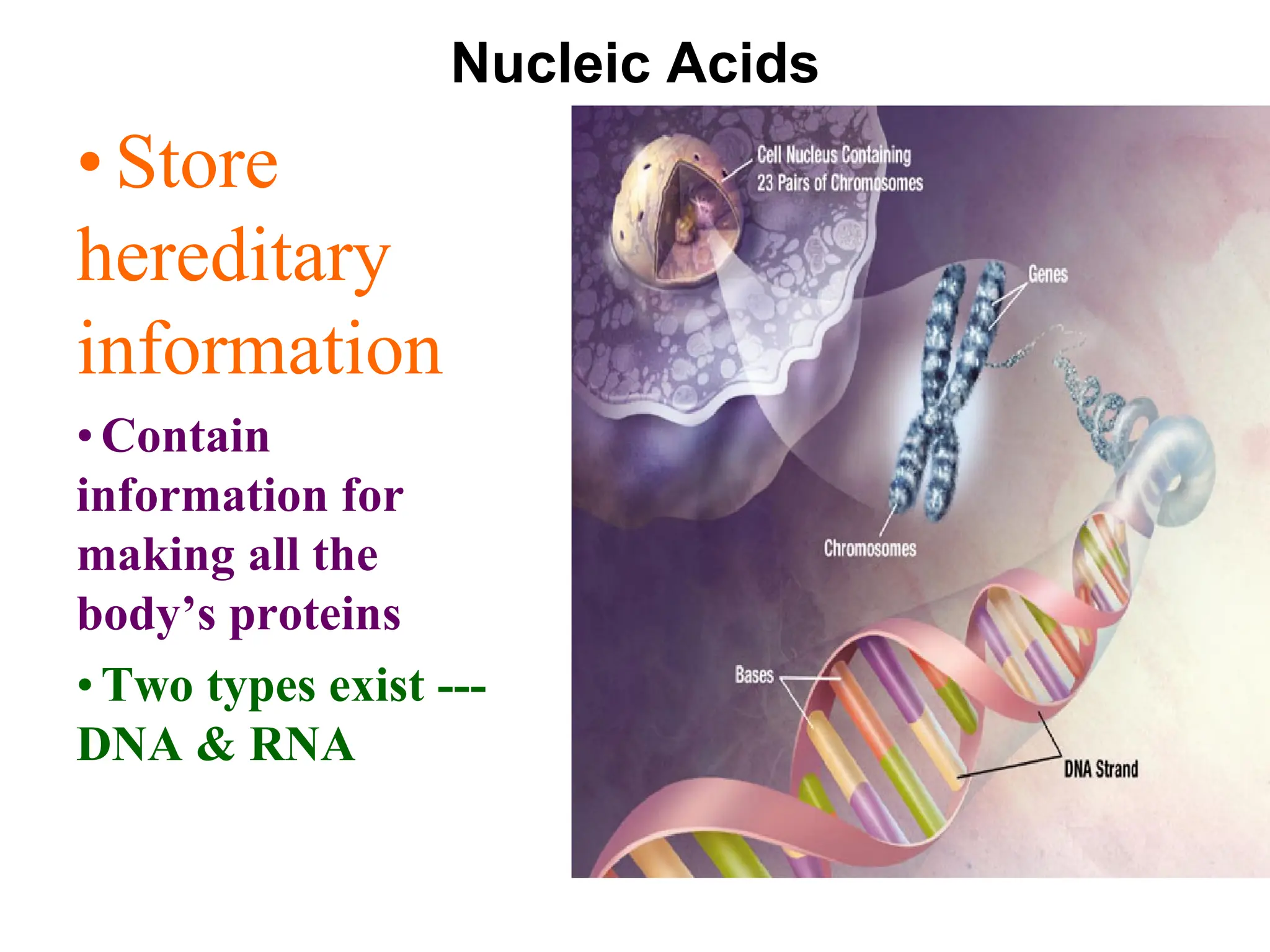 Nucleic Acids
•Store
hereditary
information
• Contain
information for
making all the
body’s proteins
• Two types exist ---
DNA & RNA
 