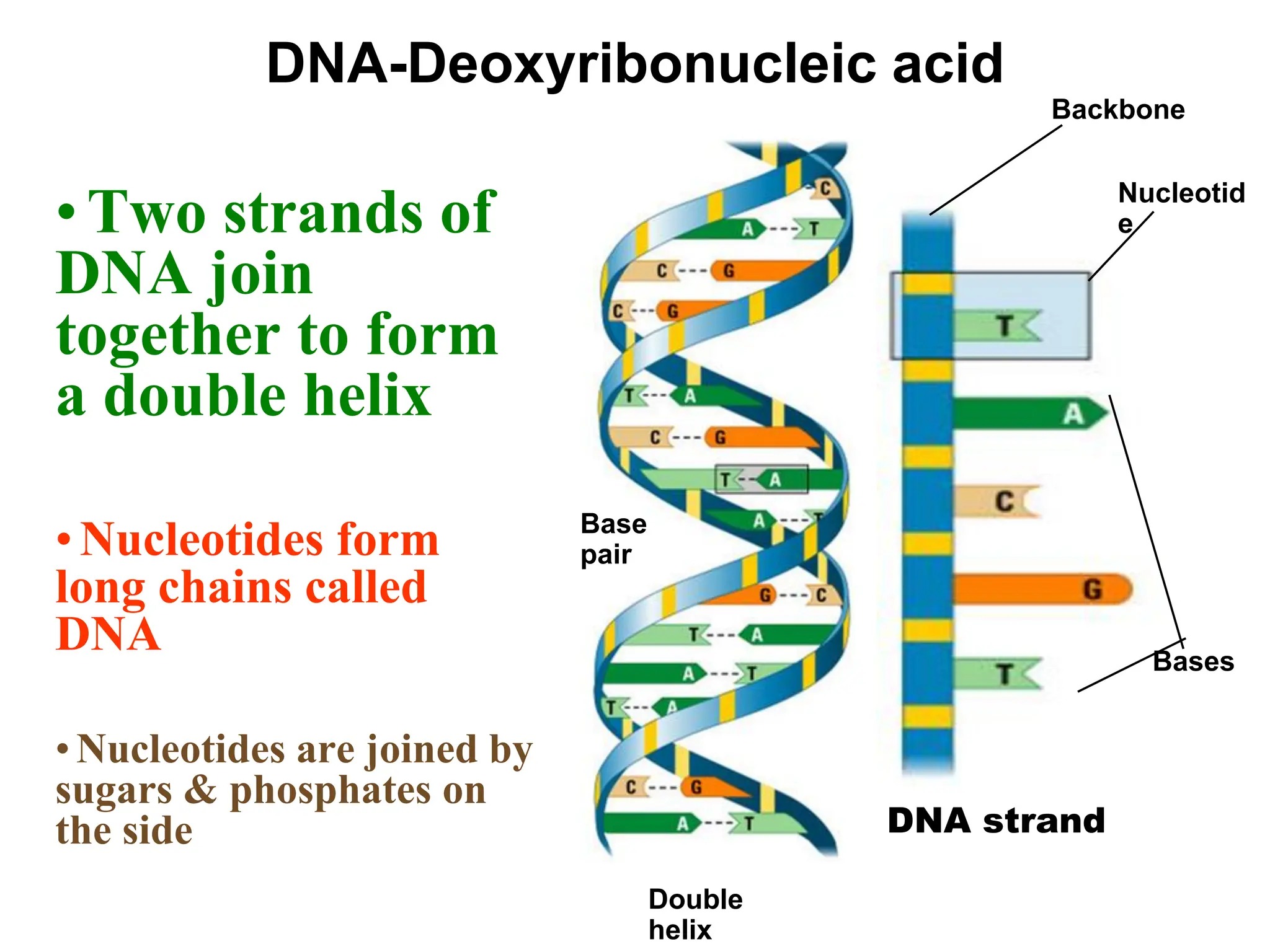 DNA-Deoxyribonucleic acid
•Two strands of
DNA join
together to form
a double helix
• Nucleotides form
long chains called
DNA
•Nucleotides are joined by
sugars & phosphates on
the side
Base
pair
Double
helix
Backbone
Nucleotid
e
Bases
DNA strand
 