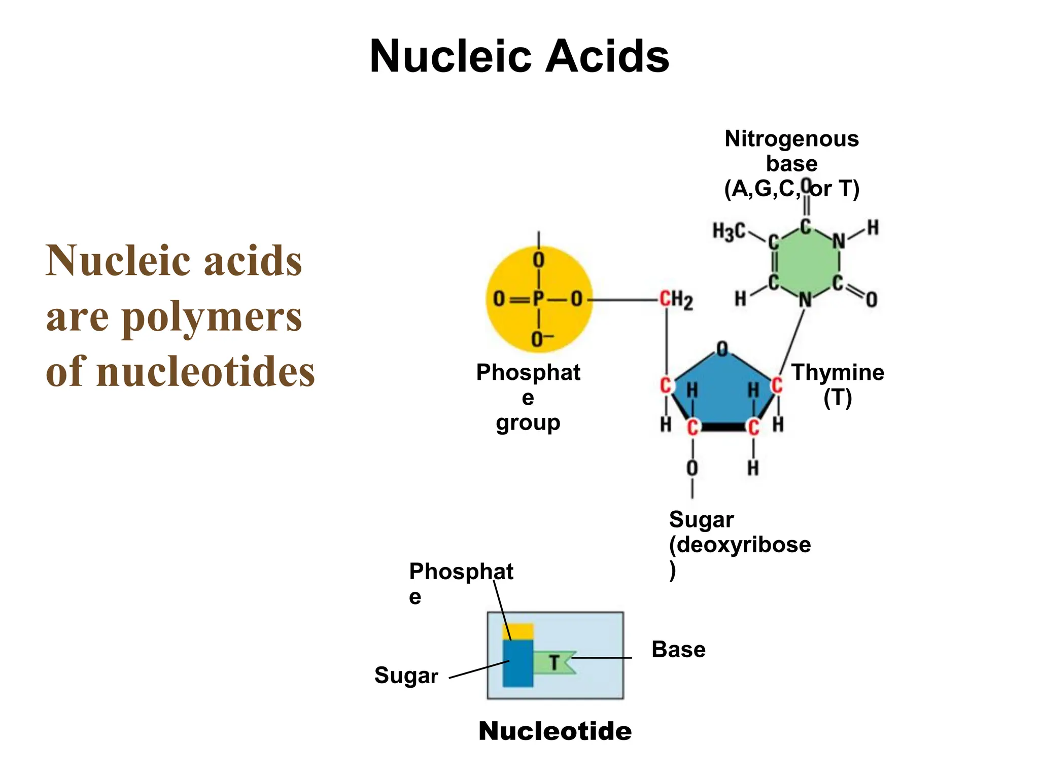 Nucleic Acids
Nitrogenous
base
(A,G,C, or T)
Phosphat
e
group
Thymine
(T)
Sugar
(deoxyribose
)
Phosphat
e
Base
Sugar
Nucleic acids
are polymers
of nucleotides
Nucleotide
 
