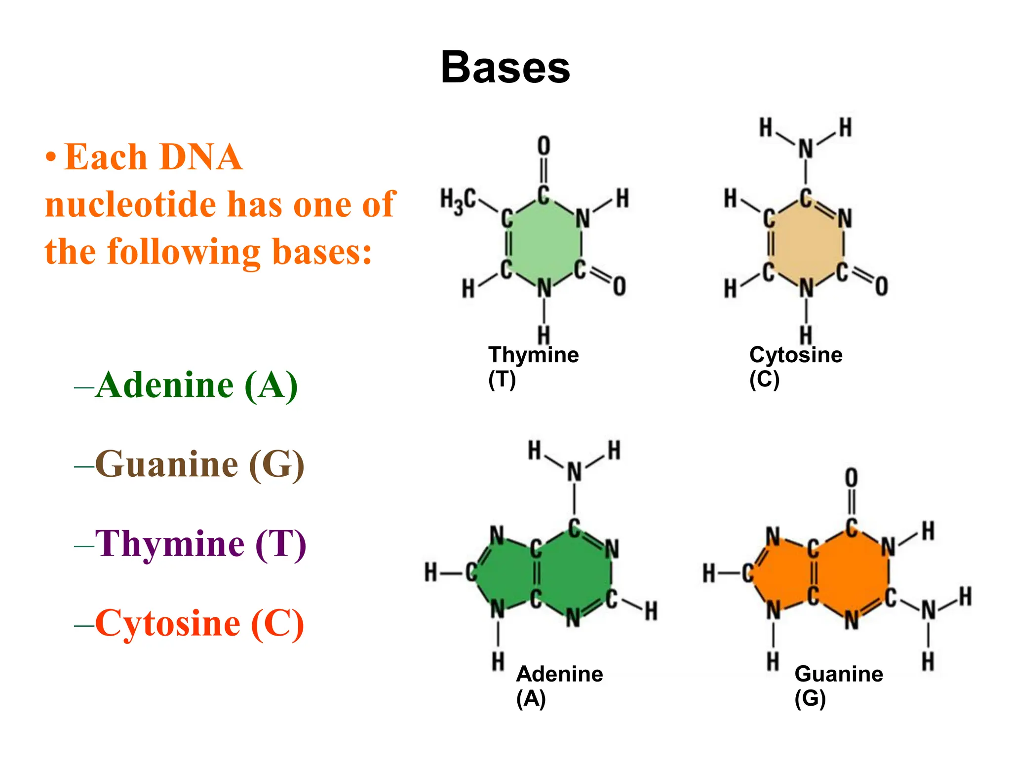 Bases
• Each DNA
nucleotide has one of
the following bases:
Thymine
(T)
Cytosine
(C)
Adenine
(A)
Guanine
(G)
–Adenine (A)
–Guanine (G)
–Thymine (T)
–Cytosine (C)
 