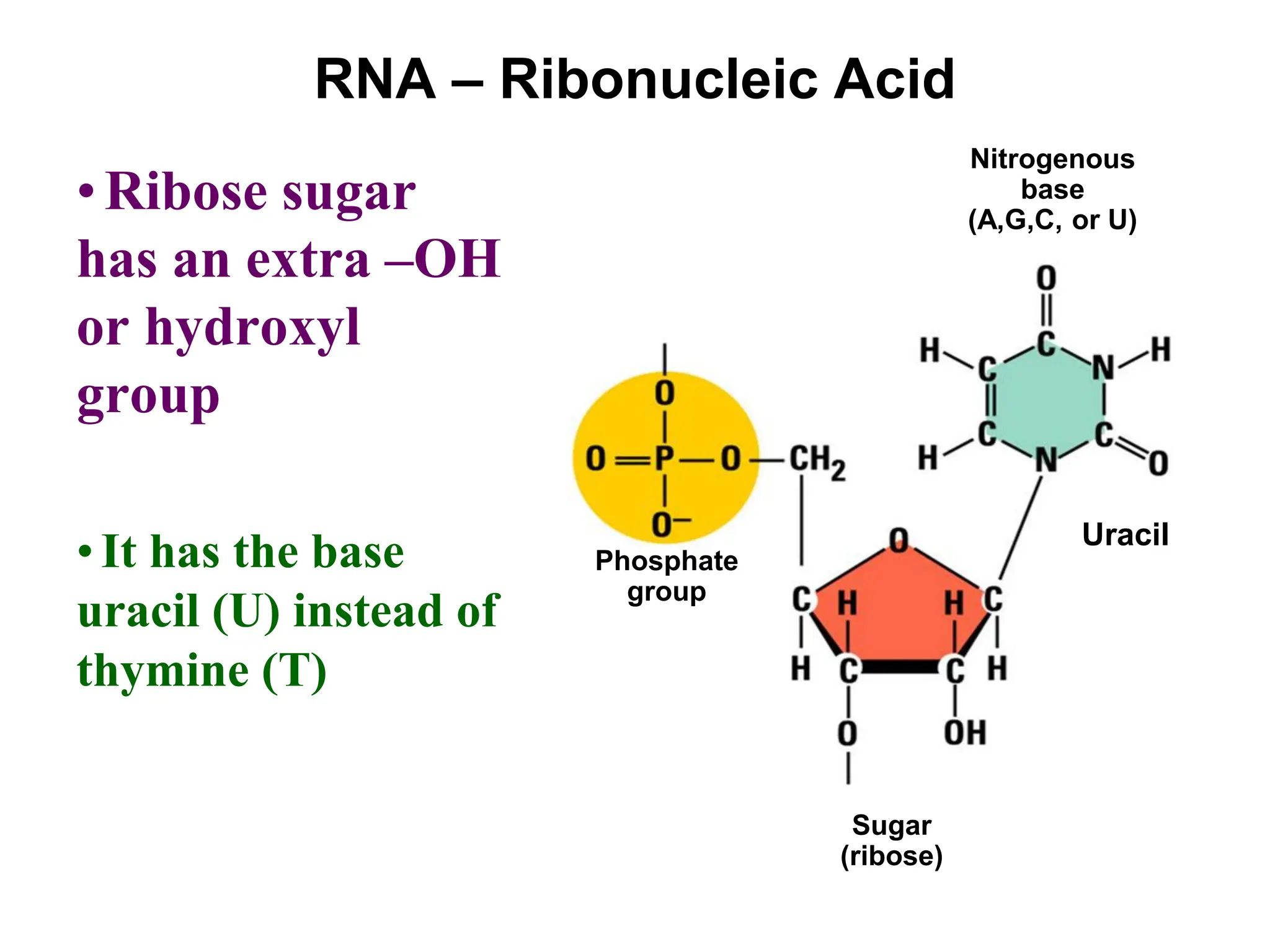 RNA – Ribonucleic Acid
•Ribose sugar
has an extra –OH
or hydroxyl
group
• It has the base
uracil (U) instead of
thymine (T)
Nitrogenous
base
(A,G,C, or U)
Sugar
(ribose)
Phosphate
group
Uracil
 
