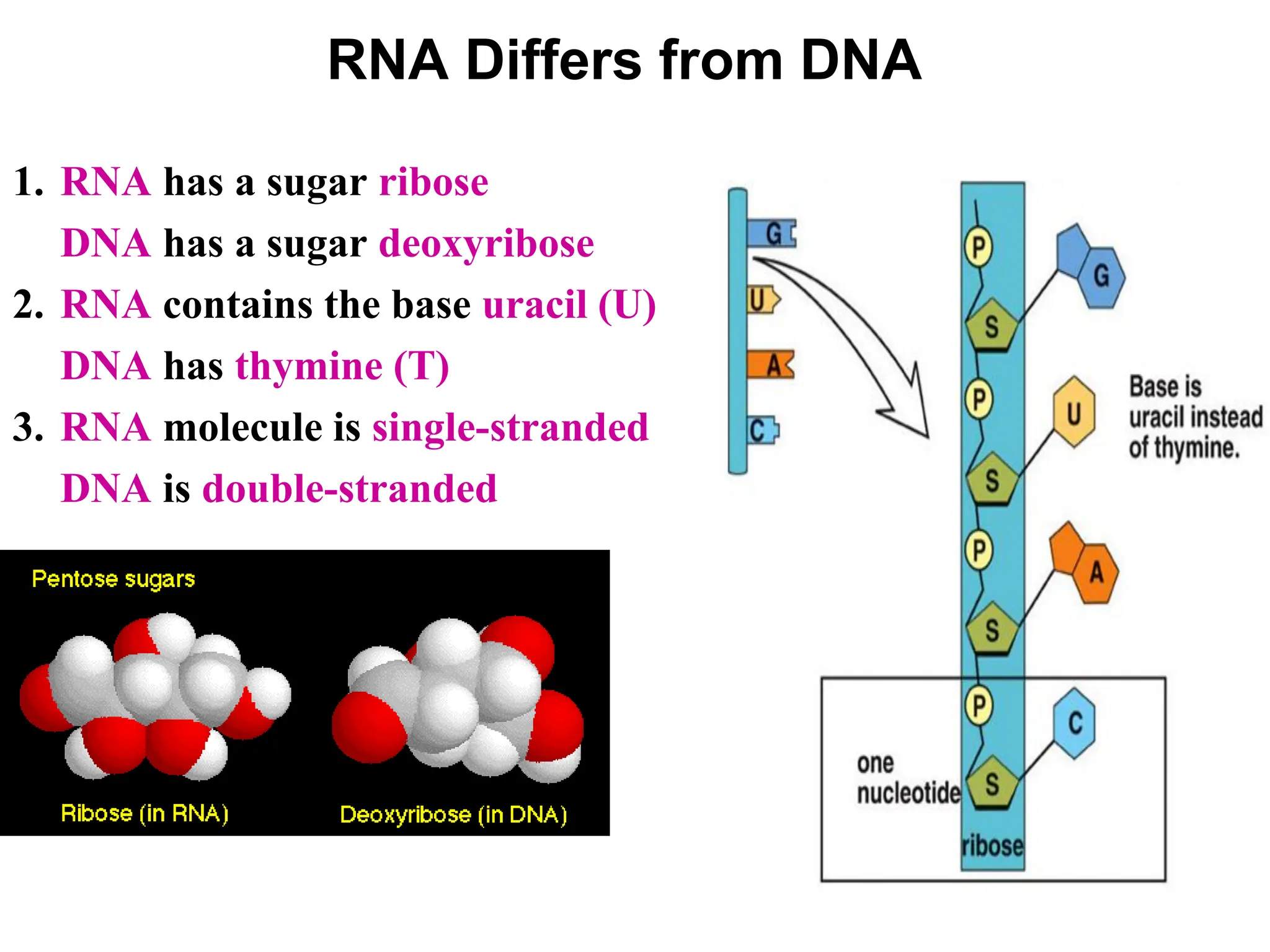 RNA Differs from DNA
1. RNA has a sugar ribose
DNA has a sugar deoxyribose
2. RNA contains the base uracil (U)
DNA has thymine (T)
3. RNA molecule is single-stranded
DNA is double-stranded
 