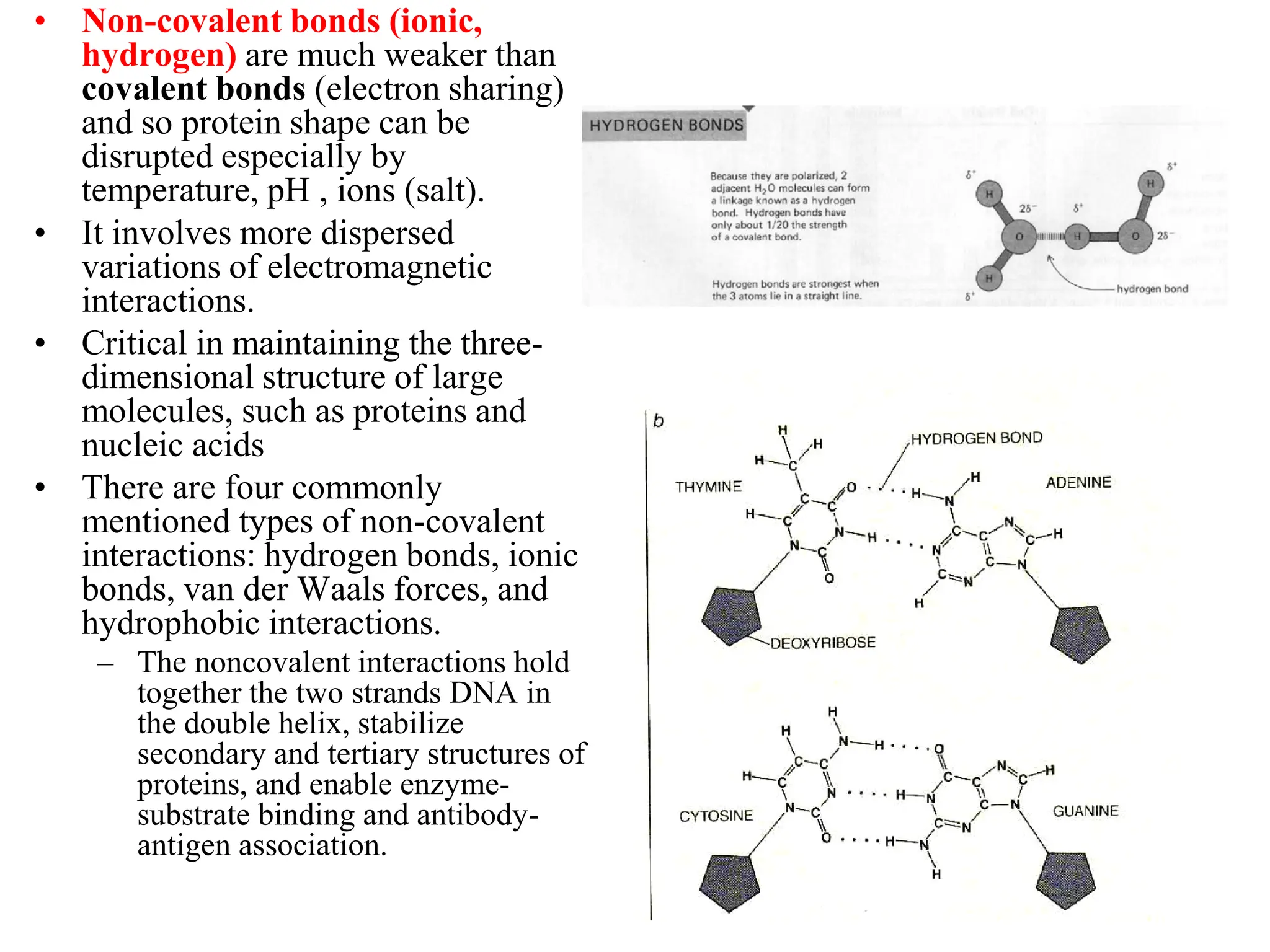 • Non-covalent bonds (ionic,
hydrogen) are much weaker than
covalent bonds (electron sharing)
and so protein shape can be
disrupted especially by
temperature, pH , ions (salt).
• It involves more dispersed
variations of electromagnetic
interactions.
• Critical in maintaining the three-
dimensional structure of large
molecules, such as proteins and
nucleic acids
• There are four commonly
mentioned types of non-covalent
interactions: hydrogen bonds, ionic
bonds, van der Waals forces, and
hydrophobic interactions.
– The noncovalent interactions hold
together the two strands DNA in
the double helix, stabilize
secondary and tertiary structures of
proteins, and enable enzyme-
substrate binding and antibody-
antigen association.
 
