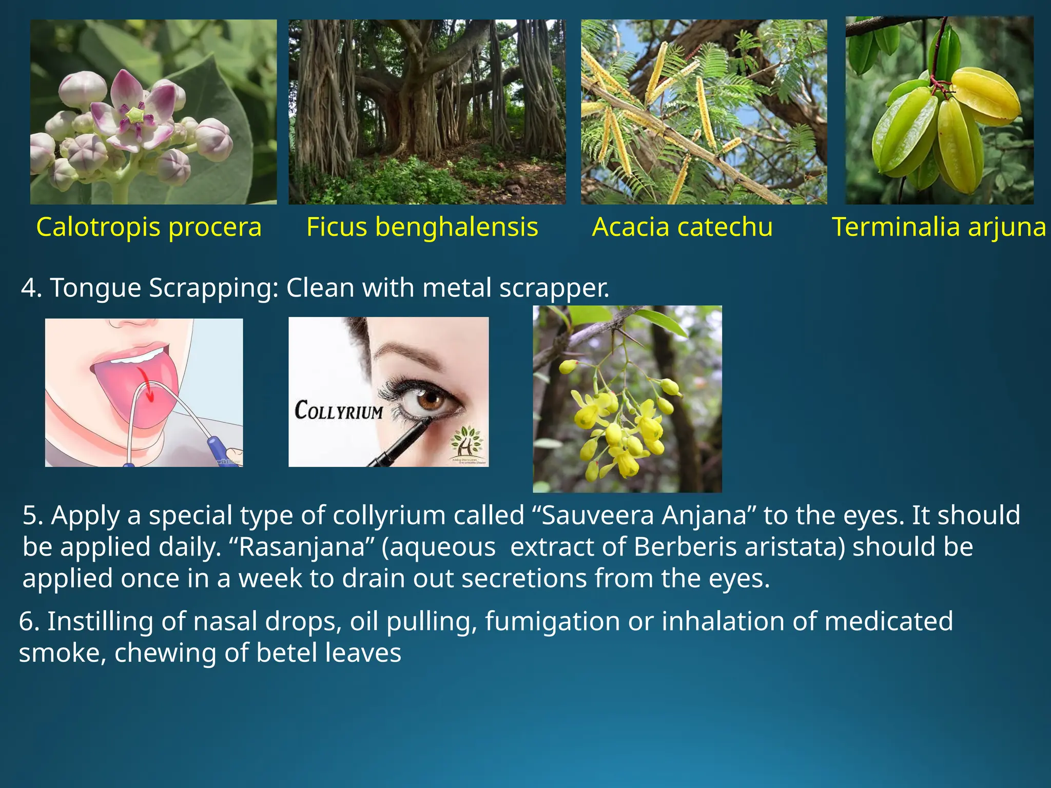 5. Apply a special type of collyrium called “Sauveera Anjana” to the eyes. It should
be applied daily. “Rasanjana” (aqueous extract of Berberis aristata) should be
applied once in a week to drain out secretions from the eyes.
Calotropis procera Ficus benghalensis Acacia catechu Terminalia arjuna
4. Tongue Scrapping: Clean with metal scrapper.
6. Instilling of nasal drops, oil pulling, fumigation or inhalation of medicated
smoke, chewing of betel leaves
 