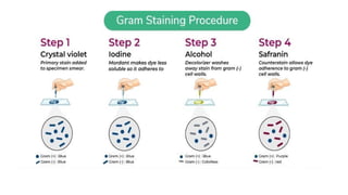 UNIT 2 Bacteria staining techniques pptx | PPTX