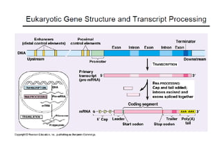 Understanding Gene Function and Protein Translation Initiation in ...