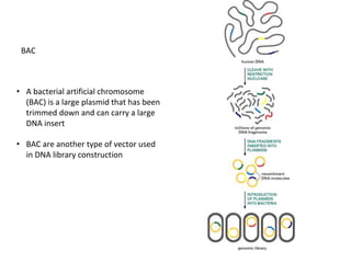 Comprehensive Overview of Human Genome Project and DNA Sequencing ...