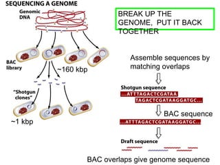 Comprehensive Overview of Human Genome Project and DNA Sequencing ...