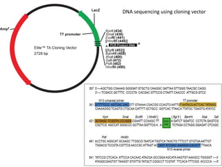 Comprehensive Overview of Human Genome Project and DNA Sequencing ...