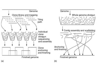 Comprehensive Overview of Human Genome Project and DNA Sequencing ...