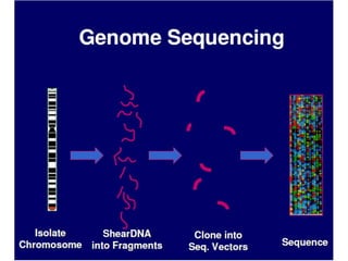 Comprehensive Overview of Human Genome Project and DNA Sequencing ...