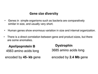 Comprehensive Overview of Human Gene Organization and Mitochondrial ...