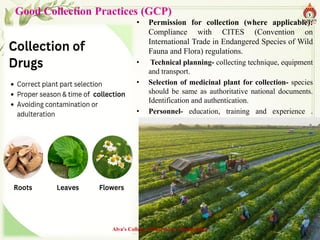 Good Collection Practices (GCP)
• Permission for collection (where applicable):
Compliance with CITES (Convention on
International Trade in Endangered Species of Wild
Fauna and Flora) regulations.
• Technical planning- collecting technique, equipment
and transport.
• Selection of medicinal plant for collection- species
should be same as authoritative national documents.
Identification and authentication.
• Personnel- education, training and experience .
“Clothing , hygiene and Documentation”.
Alva's College of Pharmacy, Moodubidire 29
 