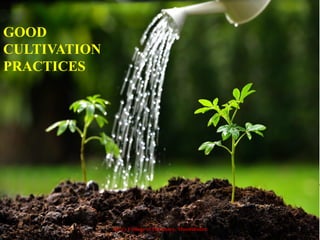 GOOD
CULTIVATION
PRACTICES
Alva's College of Pharmacy, Moodubidire 7
 