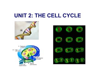 UNIT 2: THE CELL CYCLE

 