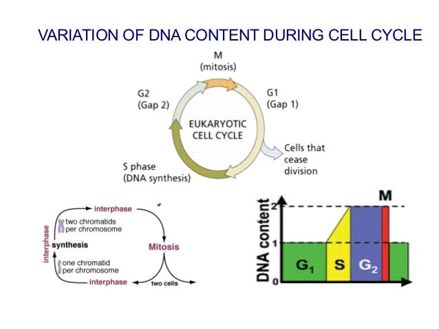 Mass of dna per cell