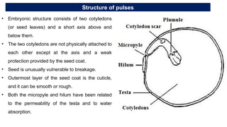 Structure of pulses
• Embryonic structure consists of two cotyledons
(or seed leaves) and a short axis above and
below them.
• The two cotyledons are not physically attached to
each other except at the axis and a weak
protection provided by the seed coat.
• Seed is unusually vulnerable to breakage.
• Outermost layer of the seed coat is the cuticle,
and it can be smooth or rough.
• Both the micropyle and hilum have been related
to the permeability of the testa and to water
absorption.
 