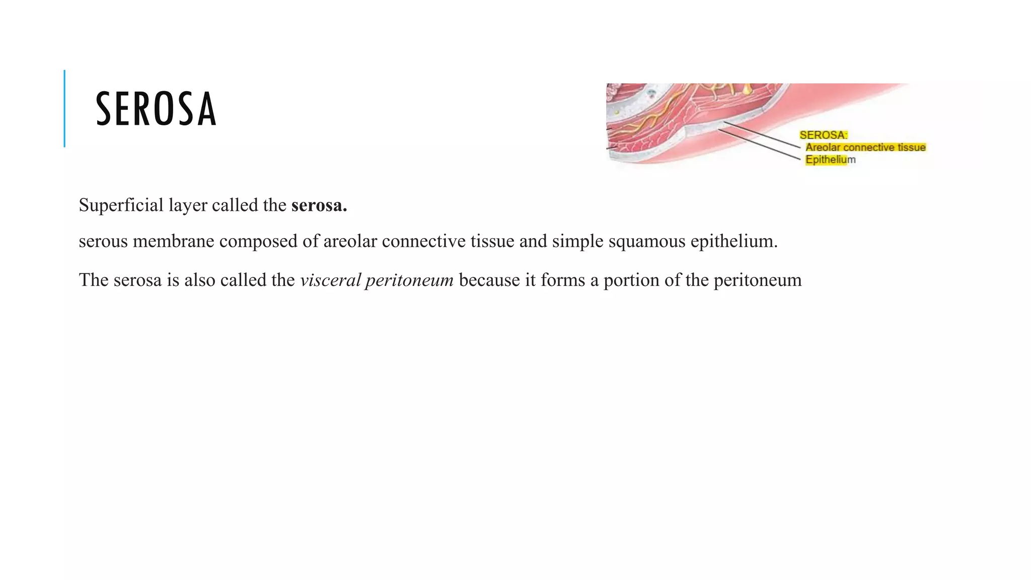 SEROSA
Superficial layer called the serosa.
serous membrane composed of areolar connective tissue and simple squamous epithelium.
The serosa is also called the visceral peritoneum because it forms a portion of the peritoneum
 