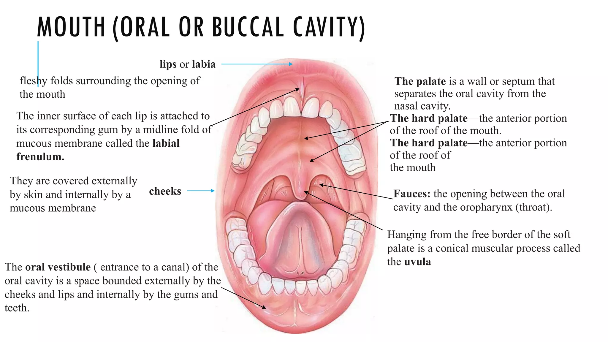 MOUTH (ORAL OR BUCCAL CAVITY)
The palate is a wall or septum that
separates the oral cavity from the
nasal cavity.
The hard palate—the anterior portion
of the roof of the mouth.
The hard palate—the anterior portion
of the roof of
the mouth
cheeks
lips or labia
They are covered externally
by skin and internally by a
mucous membrane
fleshy folds surrounding the opening of
the mouth
The inner surface of each lip is attached to
its corresponding gum by a midline fold of
mucous membrane called the labial
frenulum.
The oral vestibule ( entrance to a canal) of the
oral cavity is a space bounded externally by the
cheeks and lips and internally by the gums and
teeth.
Fauces: the opening between the oral
cavity and the oropharynx (throat).
Hanging from the free border of the soft
palate is a conical muscular process called
the uvula
 
