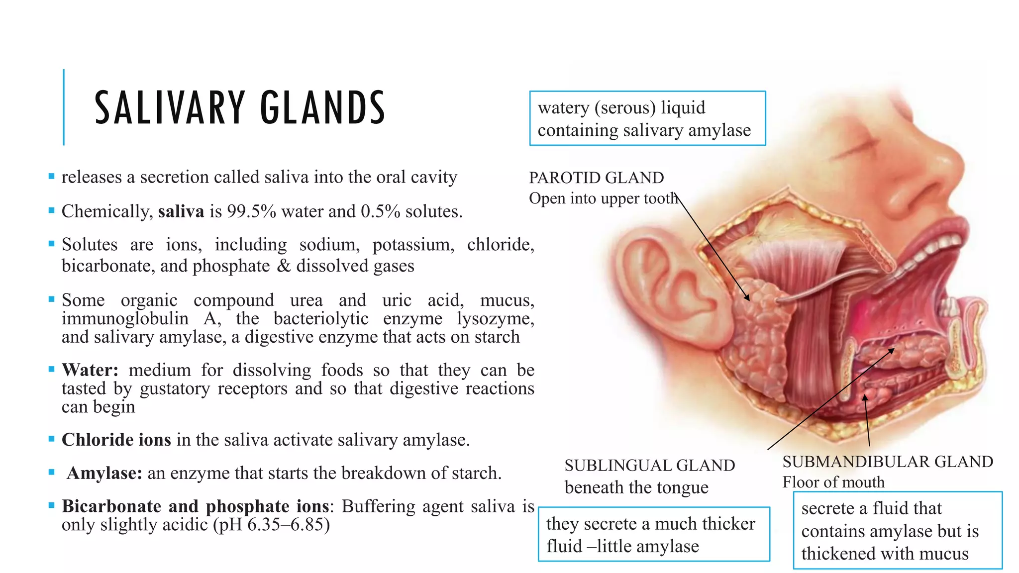 SALIVARY GLANDS
▪ releases a secretion called saliva into the oral cavity
▪ Chemically, saliva is 99.5% water and 0.5% solutes.
▪ Solutes are ions, including sodium, potassium, chloride,
bicarbonate, and phosphate & dissolved gases
▪ Some organic compound urea and uric acid, mucus,
immunoglobulin A, the bacteriolytic enzyme lysozyme,
and salivary amylase, a digestive enzyme that acts on starch
▪ Water: medium for dissolving foods so that they can be
tasted by gustatory receptors and so that digestive reactions
can begin
▪ Chloride ions in the saliva activate salivary amylase.
▪ Amylase: an enzyme that starts the breakdown of starch.
▪ Bicarbonate and phosphate ions: Buffering agent saliva is
only slightly acidic (pH 6.35–6.85)
PAROTID GLAND
Open into upper tooth
SUBLINGUAL GLAND
beneath the tongue
SUBMANDIBULAR GLAND
Floor of mouth
watery (serous) liquid
containing salivary amylase
secrete a fluid that
contains amylase but is
thickened with mucus
they secrete a much thicker
fluid –little amylase
 
