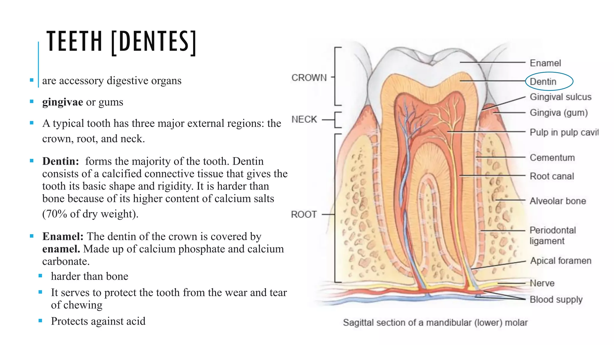 TEETH [DENTES]
▪ are accessory digestive organs
▪ gingivae or gums
▪ A typical tooth has three major external regions: the
crown, root, and neck.
▪ Dentin: forms the majority of the tooth. Dentin
consists of a calcified connective tissue that gives the
tooth its basic shape and rigidity. It is harder than
bone because of its higher content of calcium salts
(70% of dry weight).
▪ Enamel: The dentin of the crown is covered by
enamel. Made up of calcium phosphate and calcium
carbonate.
▪ harder than bone
▪ It serves to protect the tooth from the wear and tear
of chewing
▪ Protects against acid
 