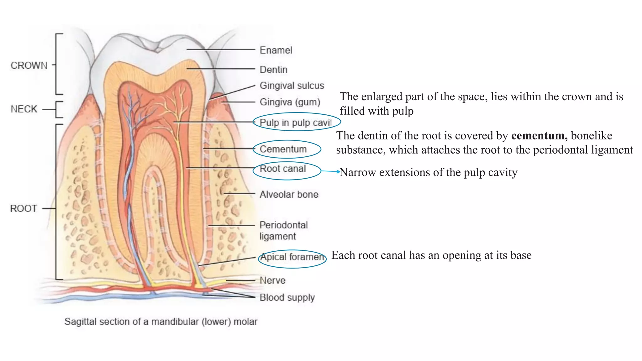 The dentin of the root is covered by cementum, bonelike
substance, which attaches the root to the periodontal ligament
The enlarged part of the space, lies within the crown and is
filled with pulp
Narrow extensions of the pulp cavity
Each root canal has an opening at its base
 