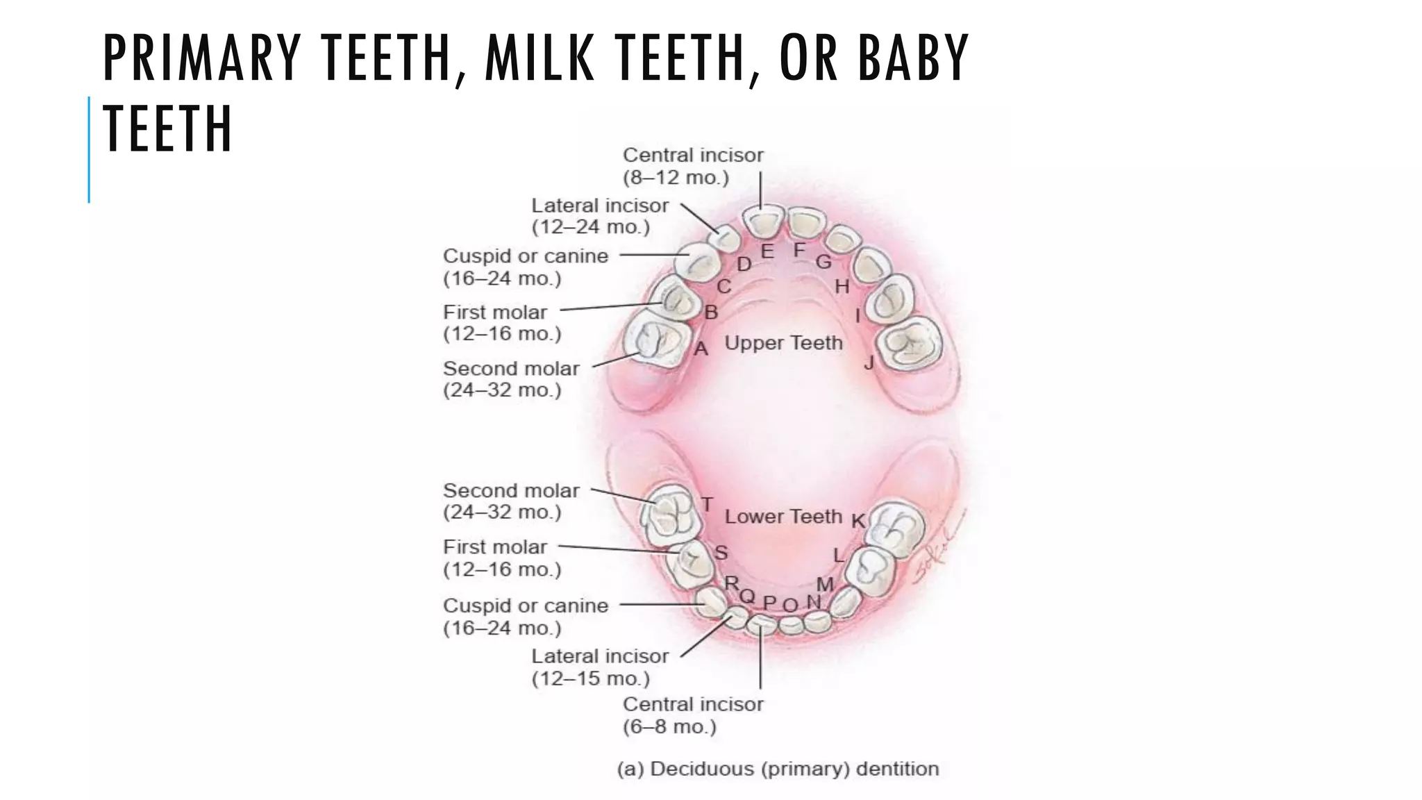 PRIMARY TEETH, MILK TEETH, OR BABY
TEETH
 