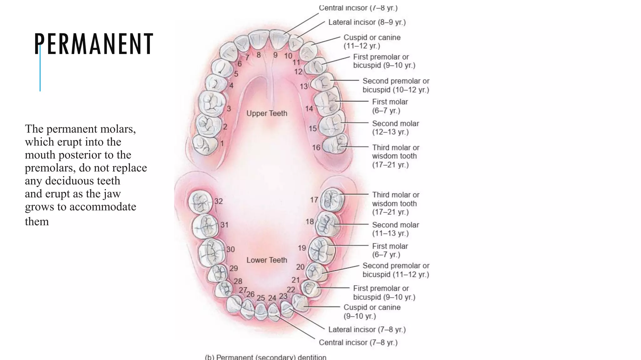 PERMANENT
The permanent molars,
which erupt into the
mouth posterior to the
premolars, do not replace
any deciduous teeth
and erupt as the jaw
grows to accommodate
them
 