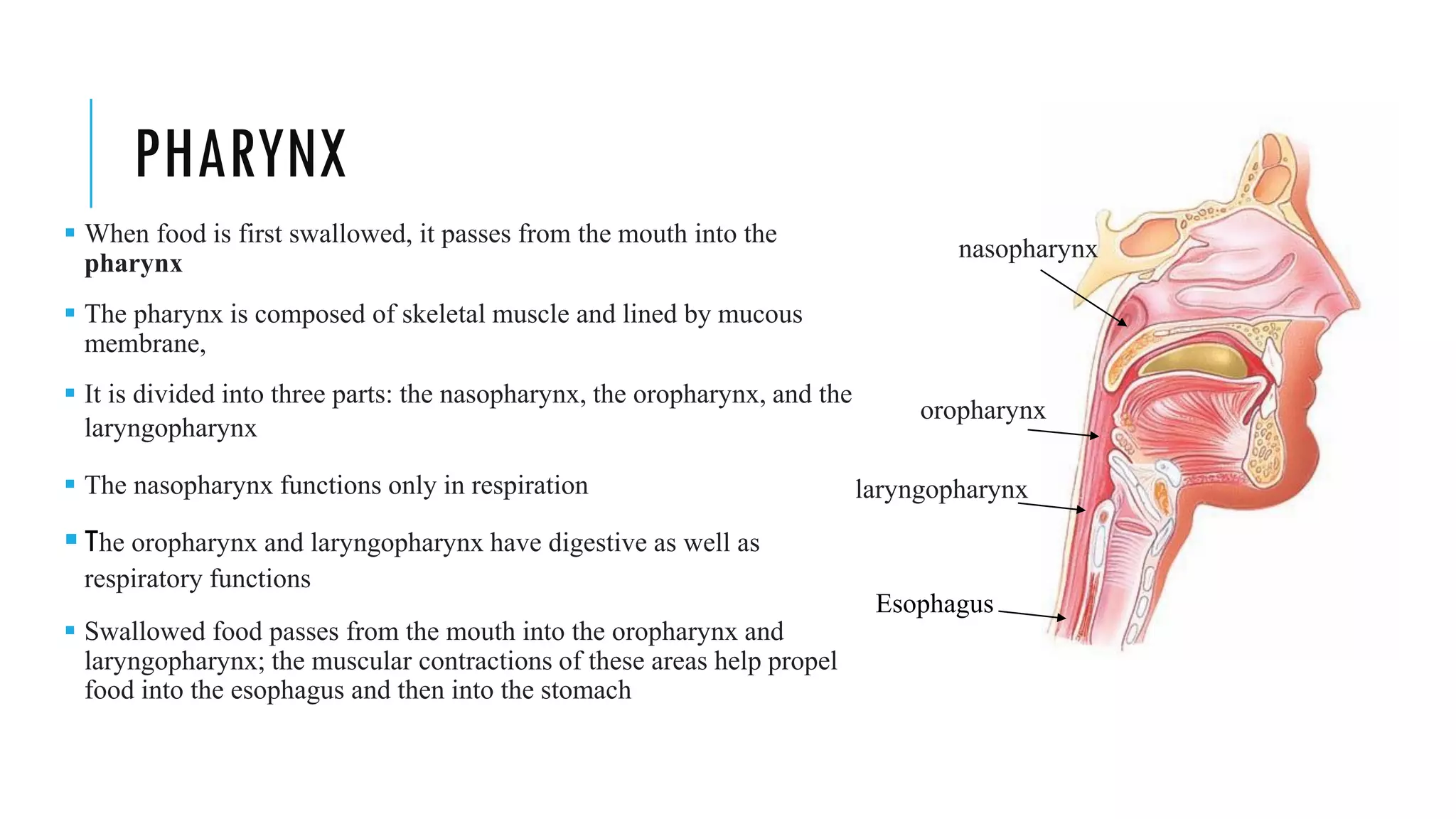 PHARYNX
▪ When food is first swallowed, it passes from the mouth into the
pharynx
▪ The pharynx is composed of skeletal muscle and lined by mucous
membrane,
▪ It is divided into three parts: the nasopharynx, the oropharynx, and the
laryngopharynx
▪ The nasopharynx functions only in respiration
▪ The oropharynx and laryngopharynx have digestive as well as
respiratory functions
▪ Swallowed food passes from the mouth into the oropharynx and
laryngopharynx; the muscular contractions of these areas help propel
food into the esophagus and then into the stomach
nasopharynx
oropharynx
laryngopharynx
Esophagus
 