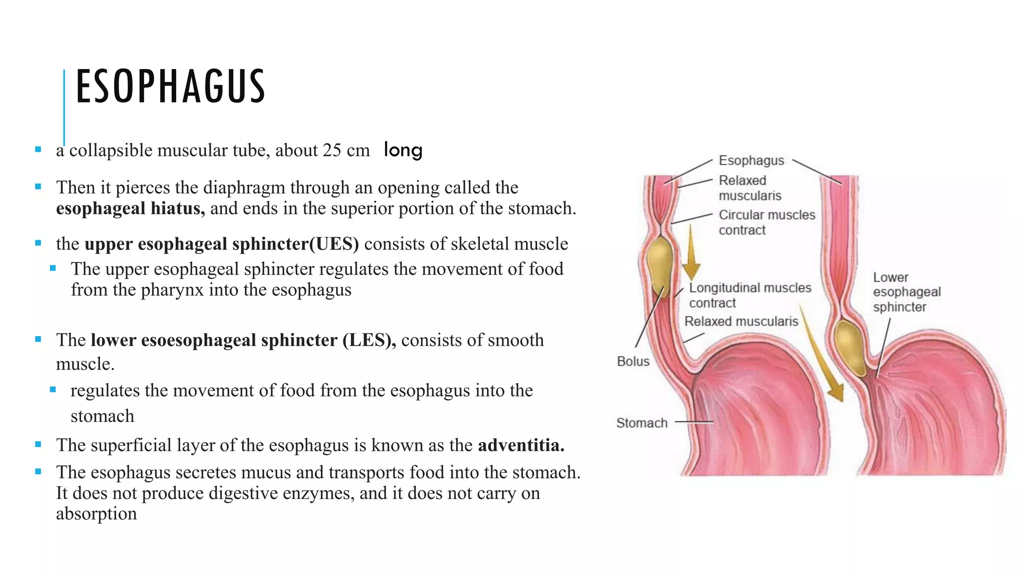 ESOPHAGUS
▪ a collapsible muscular tube, about 25 cm long
▪ Then it pierces the diaphragm through an opening called the
esophageal hiatus, and ends in the superior portion of the stomach.
▪ the upper esophageal sphincter(UES) consists of skeletal muscle
▪ The upper esophageal sphincter regulates the movement of food
from the pharynx into the esophagus
▪ The lower esoesophageal sphincter (LES), consists of smooth
muscle.
▪ regulates the movement of food from the esophagus into the
stomach
▪ The superficial layer of the esophagus is known as the adventitia.
▪ The esophagus secretes mucus and transports food into the stomach.
It does not produce digestive enzymes, and it does not carry on
absorption
 