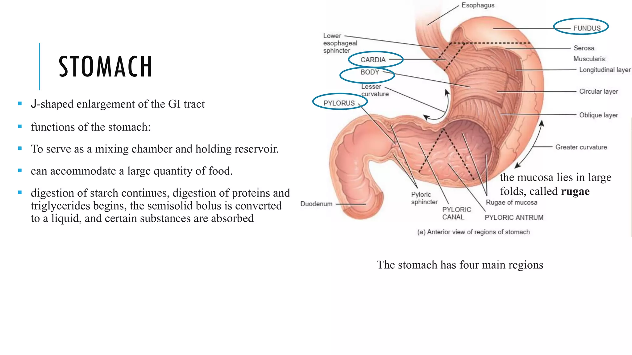 STOMACH
▪ J-shaped enlargement of the GI tract
▪ functions of the stomach:
▪ To serve as a mixing chamber and holding reservoir.
▪ can accommodate a large quantity of food.
▪ digestion of starch continues, digestion of proteins and
triglycerides begins, the semisolid bolus is converted
to a liquid, and certain substances are absorbed
The stomach has four main regions
the mucosa lies in large
folds, called rugae
 