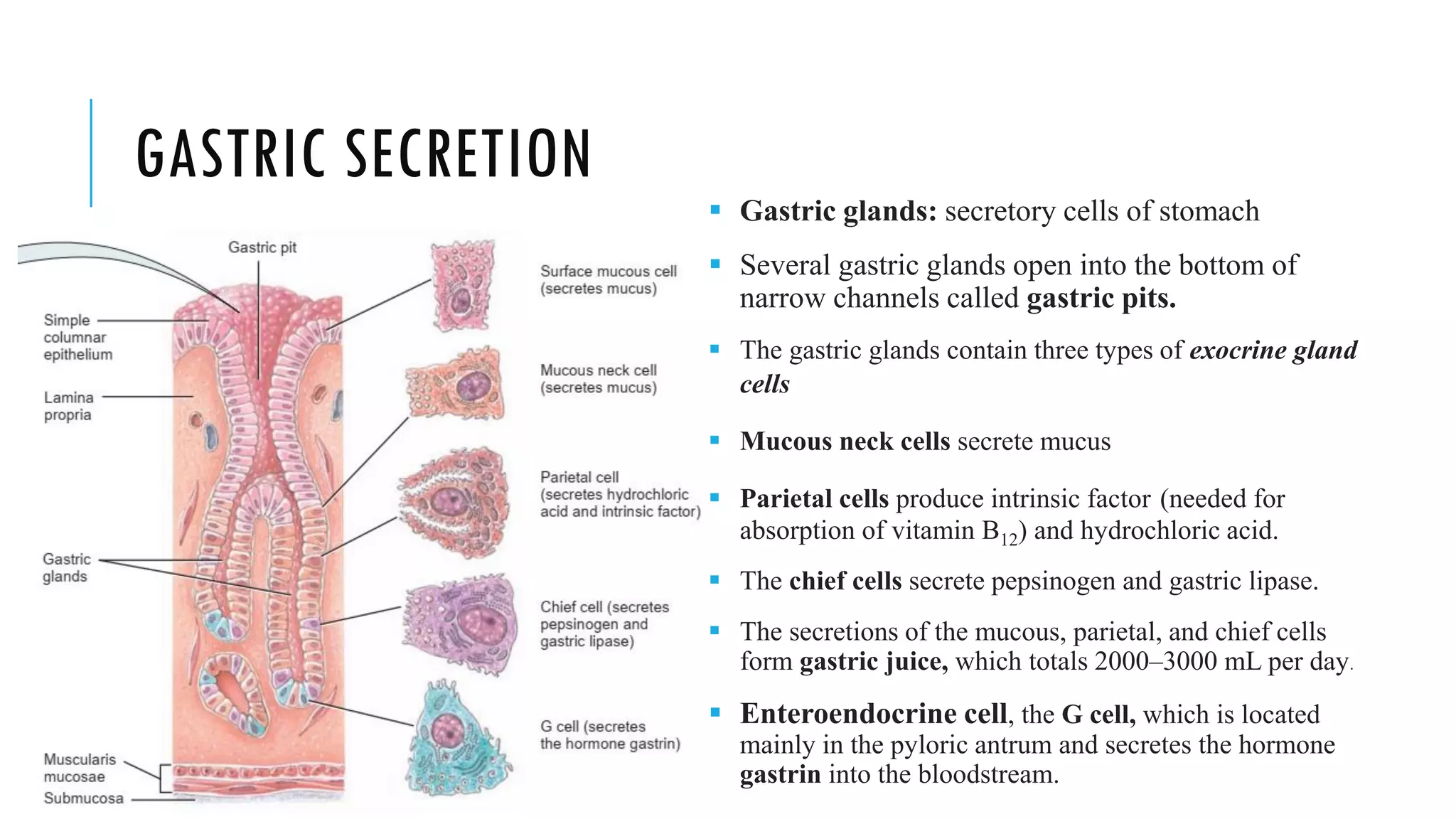 GASTRIC SECRETION
▪ Gastric glands: secretory cells of stomach
▪ Several gastric glands open into the bottom of
narrow channels called gastric pits.
▪ The gastric glands contain three types of exocrine gland
cells
▪ Mucous neck cells secrete mucus
▪ Parietal cells produce intrinsic factor (needed for
absorption of vitamin B12) and hydrochloric acid.
▪ The chief cells secrete pepsinogen and gastric lipase.
▪ The secretions of the mucous, parietal, and chief cells
form gastric juice, which totals 2000–3000 mL per day.
▪ Enteroendocrine cell, the G cell, which is located
mainly in the pyloric antrum and secretes the hormone
gastrin into the bloodstream.
 