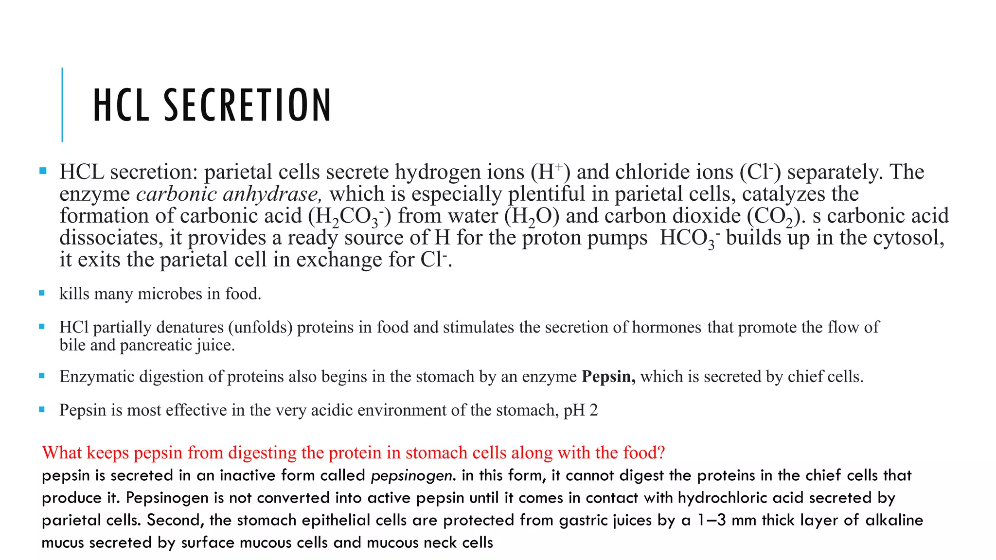 HCL SECRETION
▪ HCL secretion: parietal cells secrete hydrogen ions (H+) and chloride ions (Cl-) separately. The
enzyme carbonic anhydrase, which is especially plentiful in parietal cells, catalyzes the
formation of carbonic acid (H2CO3
-) from water (H2O) and carbon dioxide (CO2). s carbonic acid
dissociates, it provides a ready source of H for the proton pumps HCO3
- builds up in the cytosol,
it exits the parietal cell in exchange for Cl-.
▪ kills many microbes in food.
▪ HCl partially denatures (unfolds) proteins in food and stimulates the secretion of hormones that promote the flow of
bile and pancreatic juice.
▪ Enzymatic digestion of proteins also begins in the stomach by an enzyme Pepsin, which is secreted by chief cells.
▪ Pepsin is most effective in the very acidic environment of the stomach, pH 2
What keeps pepsin from digesting the protein in stomach cells along with the food?
pepsin is secreted in an inactive form called pepsinogen. in this form, it cannot digest the proteins in the chief cells that
produce it. Pepsinogen is not converted into active pepsin until it comes in contact with hydrochloric acid secreted by
parietal cells. Second, the stomach epithelial cells are protected from gastric juices by a 1–3 mm thick layer of alkaline
mucus secreted by surface mucous cells and mucous neck cells
 