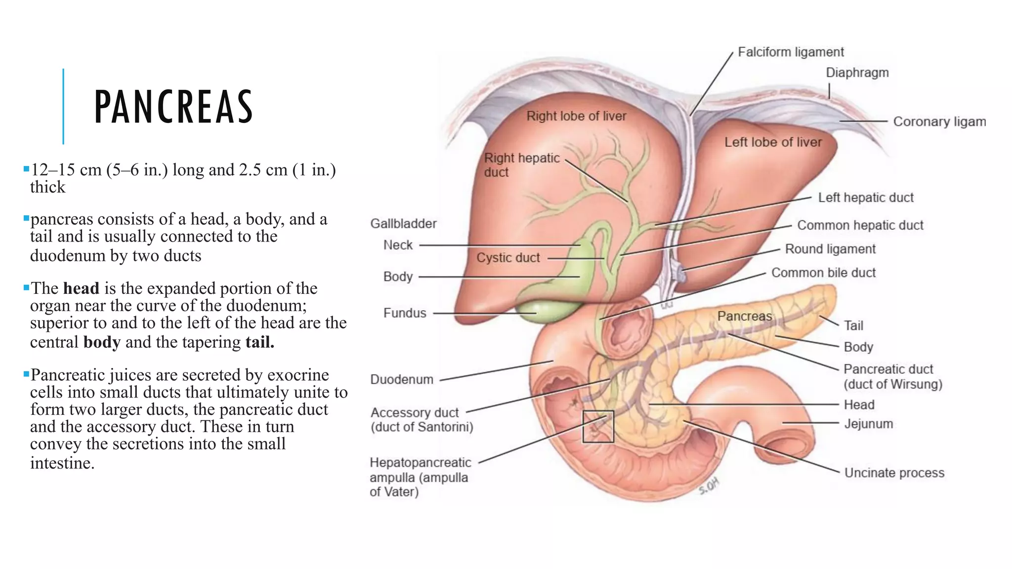 PANCREAS
▪12–15 cm (5–6 in.) long and 2.5 cm (1 in.)
thick
▪pancreas consists of a head, a body, and a
tail and is usually connected to the
duodenum by two ducts
▪The head is the expanded portion of the
organ near the curve of the duodenum;
superior to and to the left of the head are the
central body and the tapering tail.
▪Pancreatic juices are secreted by exocrine
cells into small ducts that ultimately unite to
form two larger ducts, the pancreatic duct
and the accessory duct. These in turn
convey the secretions into the small
intestine.
 