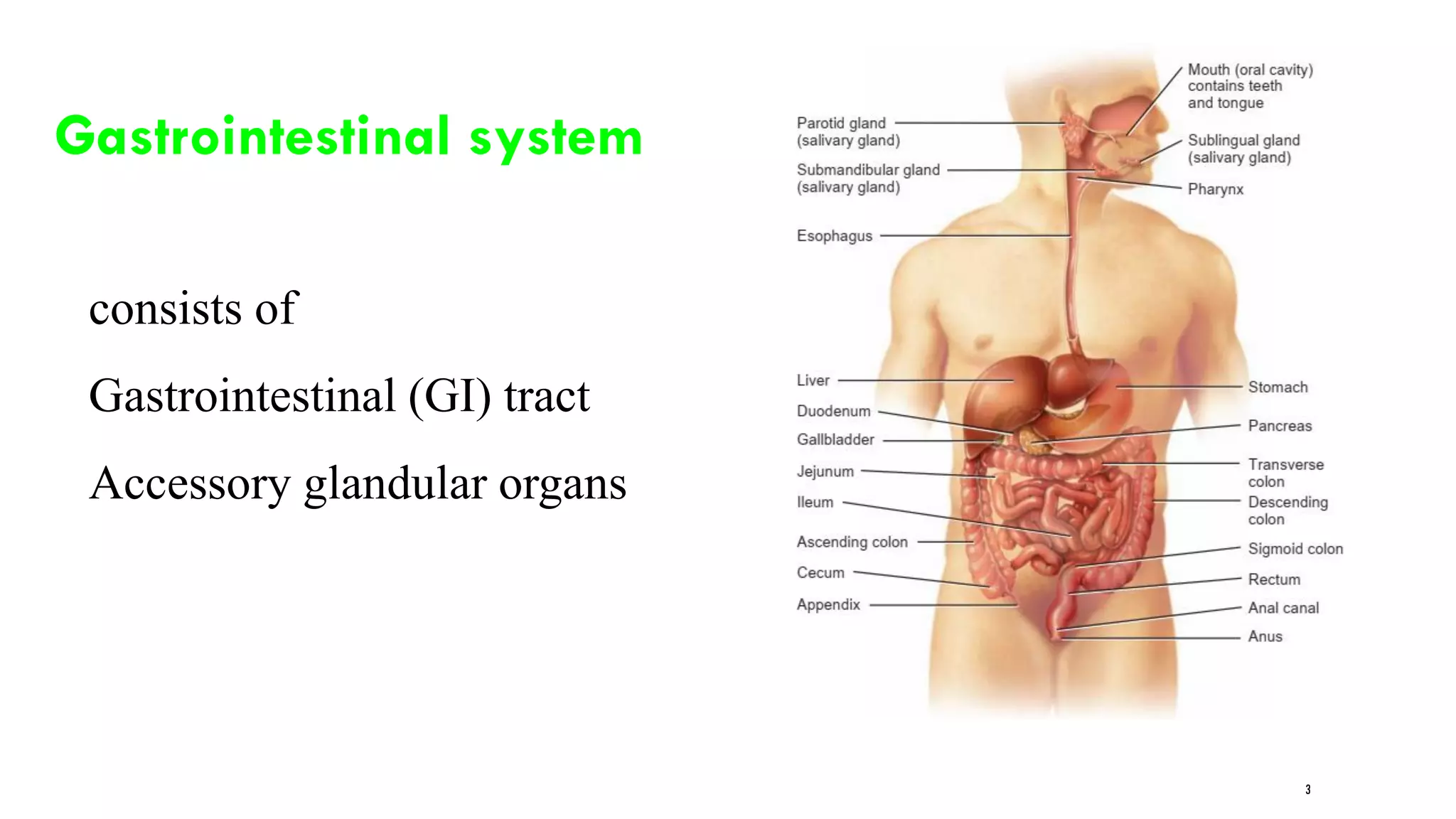 3
Gastrointestinal system
consists of
Gastrointestinal (GI) tract
Accessory glandular organs
 