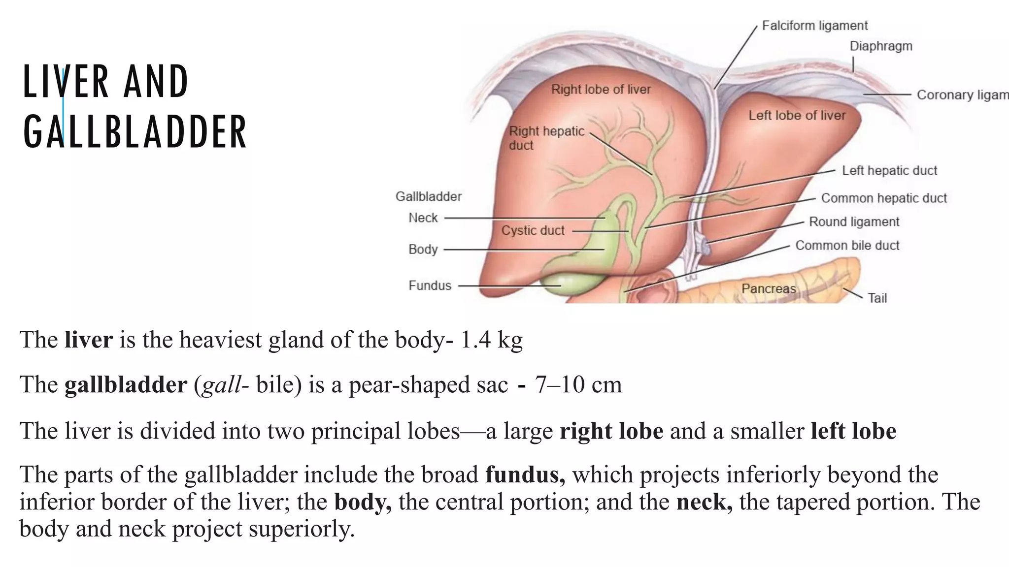 LIVER AND
GALLBLADDER
The liver is the heaviest gland of the body- 1.4 kg
The gallbladder (gall- bile) is a pear-shaped sac - 7–10 cm
The liver is divided into two principal lobes—a large right lobe and a smaller left lobe
The parts of the gallbladder include the broad fundus, which projects inferiorly beyond the
inferior border of the liver; the body, the central portion; and the neck, the tapered portion. The
body and neck project superiorly.
 
