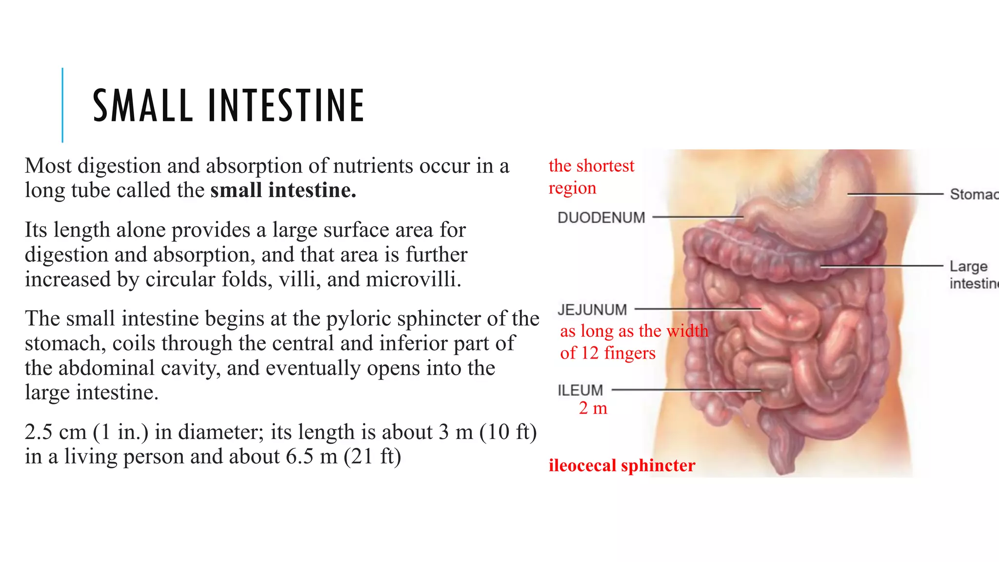 SMALL INTESTINE
Most digestion and absorption of nutrients occur in a
long tube called the small intestine.
Its length alone provides a large surface area for
digestion and absorption, and that area is further
increased by circular folds, villi, and microvilli.
The small intestine begins at the pyloric sphincter of the
stomach, coils through the central and inferior part of
the abdominal cavity, and eventually opens into the
large intestine.
2.5 cm (1 in.) in diameter; its length is about 3 m (10 ft)
in a living person and about 6.5 m (21 ft)
the shortest
region
as long as the width
of 12 fingers
2 m
ileocecal sphincter
 