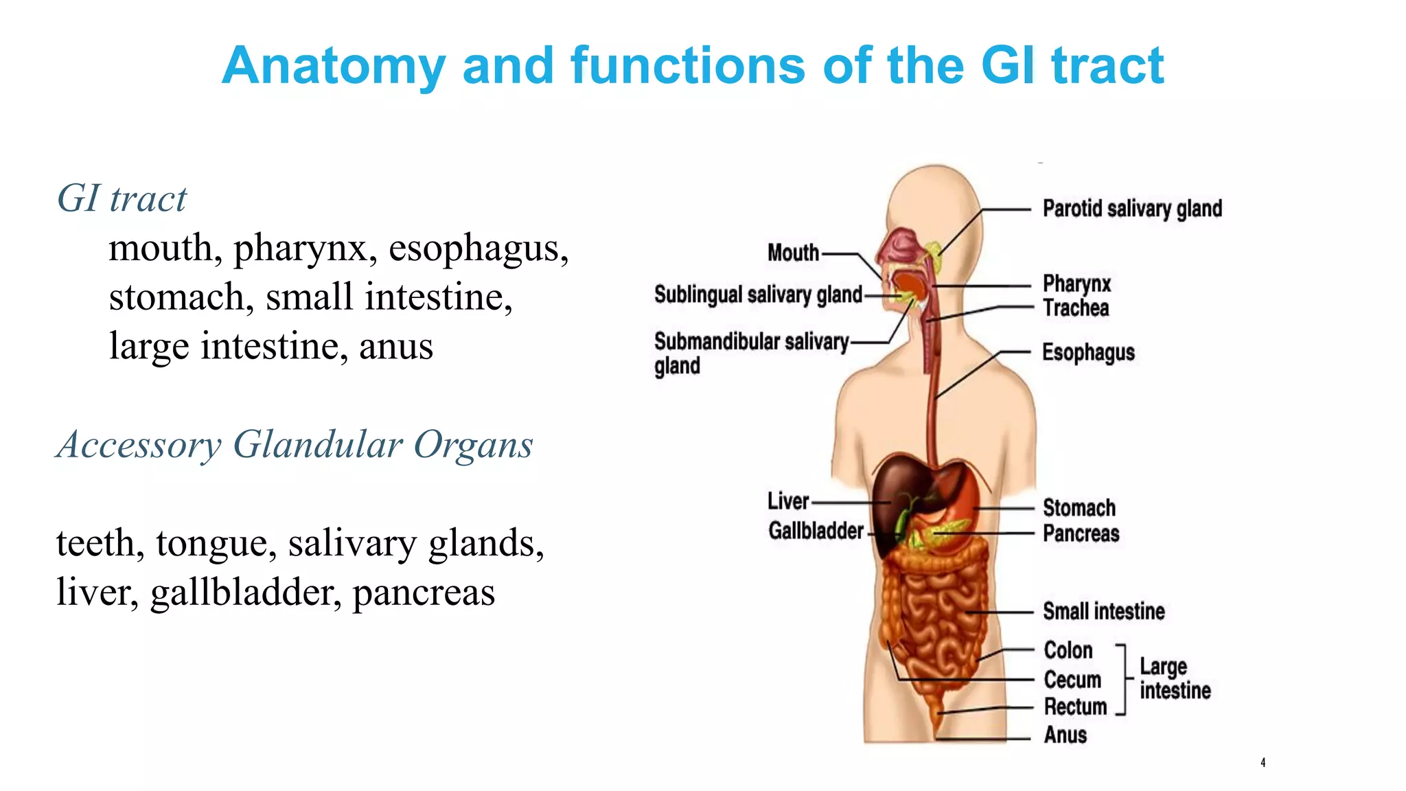 4
Anatomy and functions of the GI tract
GI tract
mouth, pharynx, esophagus,
stomach, small intestine,
large intestine, anus
Accessory Glandular Organs
teeth, tongue, salivary glands,
liver, gallbladder, pancreas
 
