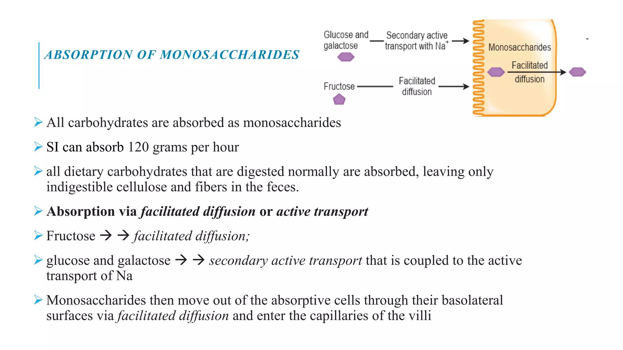 ABSORPTION OF MONOSACCHARIDES
➢ All carbohydrates are absorbed as monosaccharides
➢ SI can absorb 120 grams per hour
➢ all dietary carbohydrates that are digested normally are absorbed, leaving only
indigestible cellulose and fibers in the feces.
➢ Absorption via facilitated diffusion or active transport
➢ Fructose → → facilitated diffusion;
➢ glucose and galactose → → secondary active transport that is coupled to the active
transport of Na
➢ Monosaccharides then move out of the absorptive cells through their basolateral
surfaces via facilitated diffusion and enter the capillaries of the villi
 
