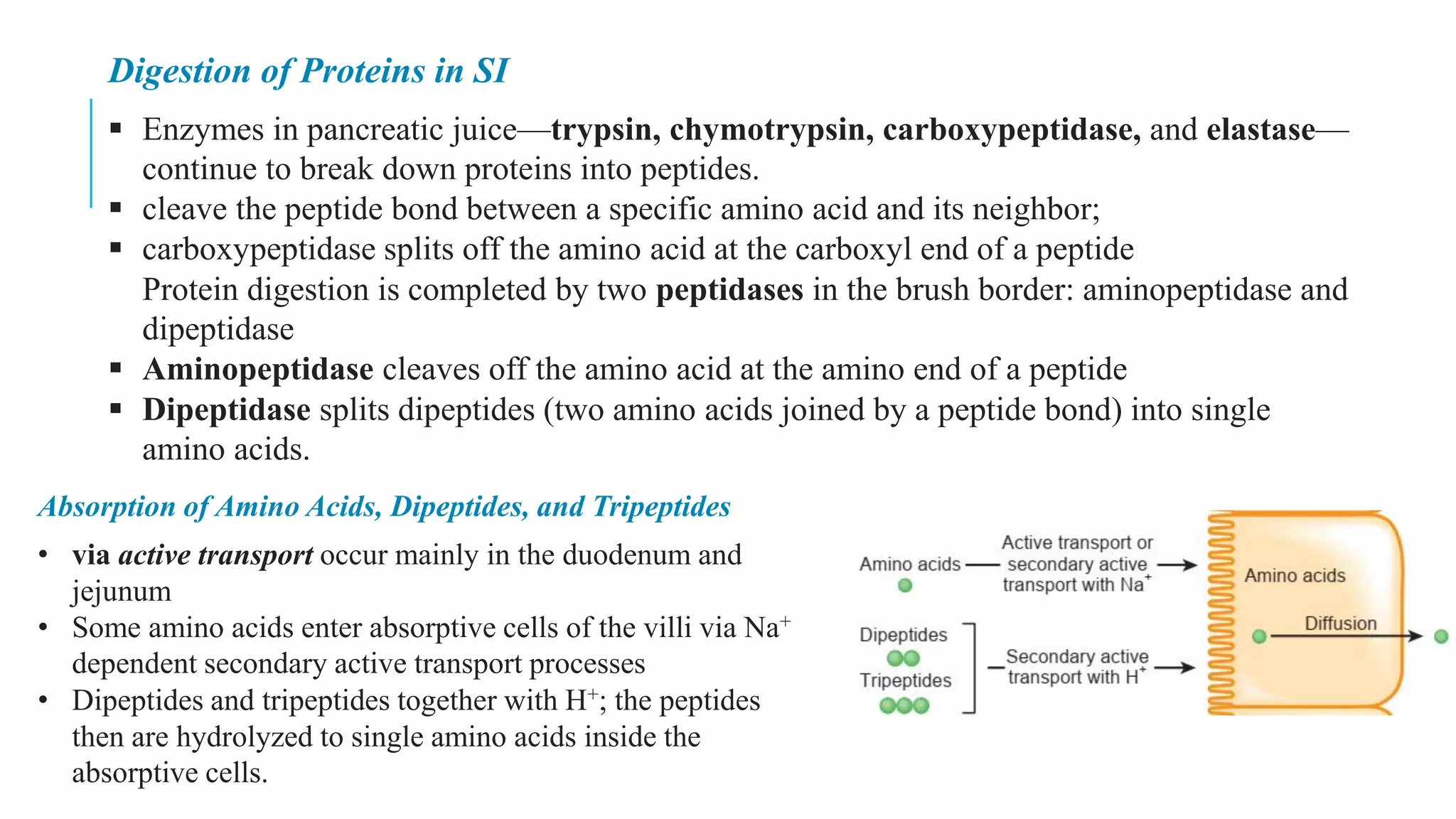 Digestion of Proteins in SI
▪ Enzymes in pancreatic juice—trypsin, chymotrypsin, carboxypeptidase, and elastase—
continue to break down proteins into peptides.
▪ cleave the peptide bond between a specific amino acid and its neighbor;
▪ carboxypeptidase splits off the amino acid at the carboxyl end of a peptide
Protein digestion is completed by two peptidases in the brush border: aminopeptidase and
dipeptidase
▪ Aminopeptidase cleaves off the amino acid at the amino end of a peptide
▪ Dipeptidase splits dipeptides (two amino acids joined by a peptide bond) into single
amino acids.
• via active transport occur mainly in the duodenum and
jejunum
• Some amino acids enter absorptive cells of the villi via Na+
dependent secondary active transport processes
• Dipeptides and tripeptides together with H+; the peptides
then are hydrolyzed to single amino acids inside the
absorptive cells.
Absorption of Amino Acids, Dipeptides, and Tripeptides
 