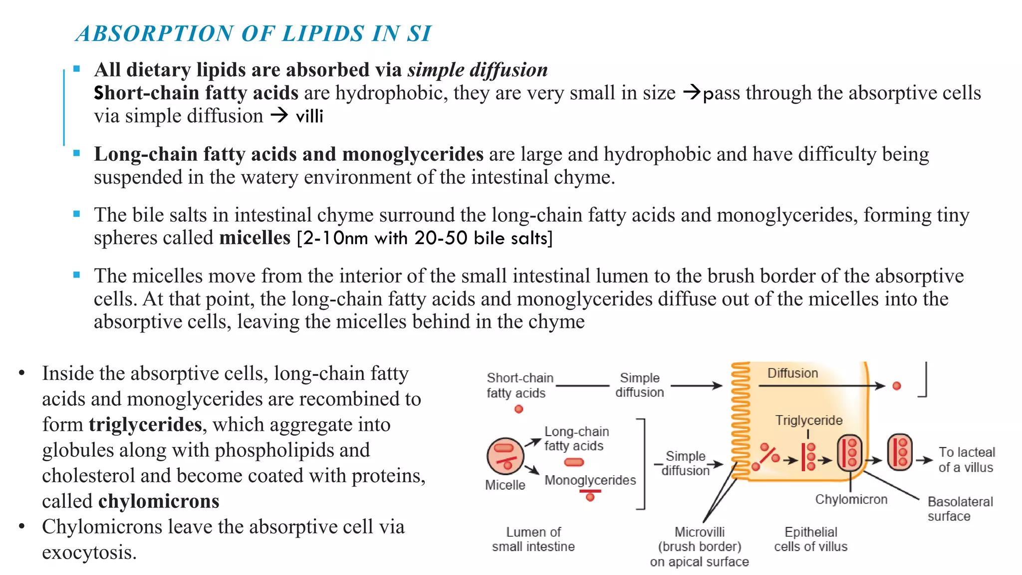 ABSORPTION OF LIPIDS IN SI
▪ All dietary lipids are absorbed via simple diffusion
Short-chain fatty acids are hydrophobic, they are very small in size →pass through the absorptive cells
via simple diffusion → villi
▪ Long-chain fatty acids and monoglycerides are large and hydrophobic and have difficulty being
suspended in the watery environment of the intestinal chyme.
▪ The bile salts in intestinal chyme surround the long-chain fatty acids and monoglycerides, forming tiny
spheres called micelles [2-10nm with 20-50 bile salts]
▪ The micelles move from the interior of the small intestinal lumen to the brush border of the absorptive
cells. At that point, the long-chain fatty acids and monoglycerides diffuse out of the micelles into the
absorptive cells, leaving the micelles behind in the chyme
• Inside the absorptive cells, long-chain fatty
acids and monoglycerides are recombined to
form triglycerides, which aggregate into
globules along with phospholipids and
cholesterol and become coated with proteins,
called chylomicrons
• Chylomicrons leave the absorptive cell via
exocytosis.
 