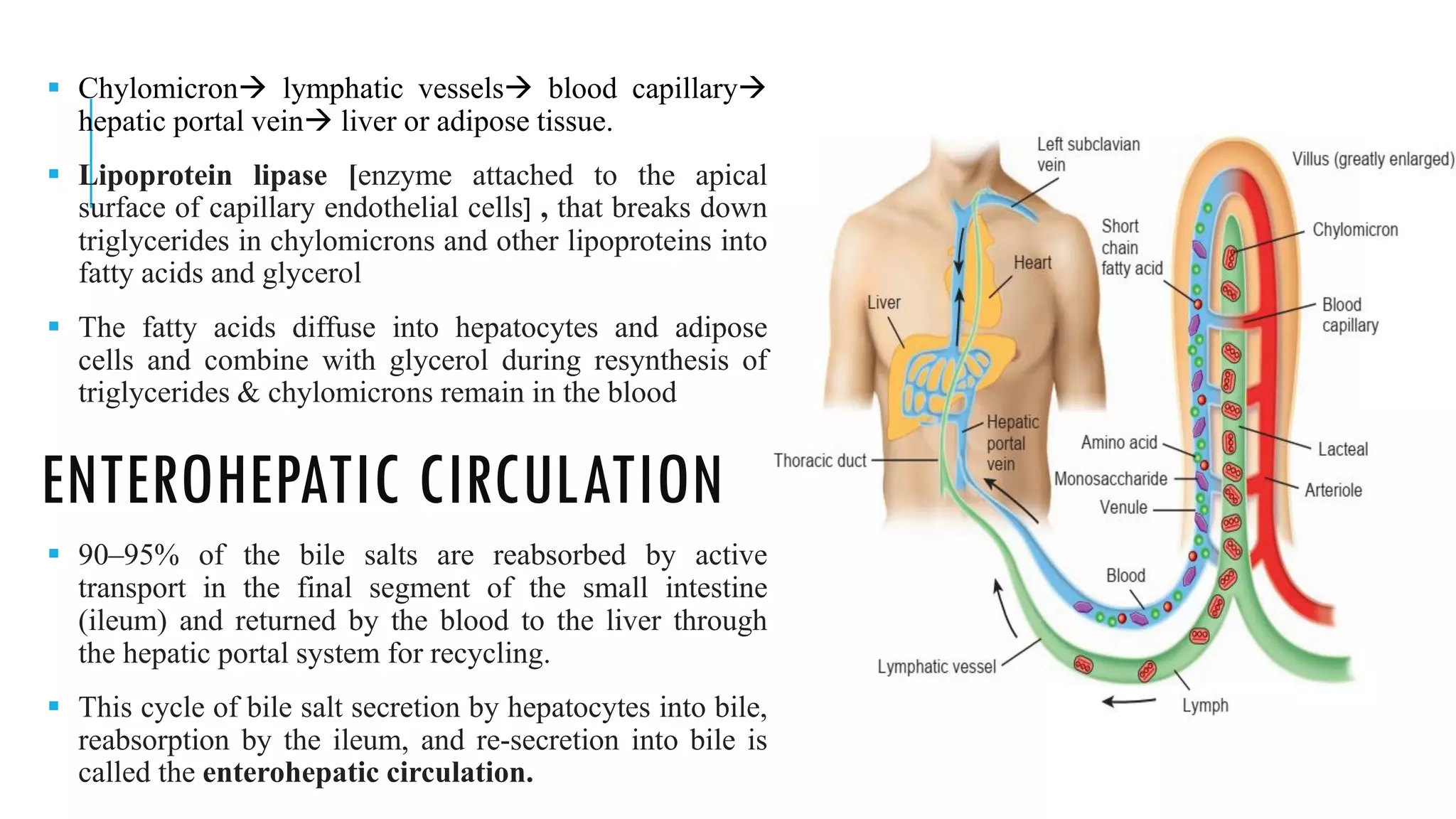 ENTEROHEPATIC CIRCULATION
▪ Chylomicron→ lymphatic vessels→ blood capillary→
hepatic portal vein→ liver or adipose tissue.
▪ Lipoprotein lipase [enzyme attached to the apical
surface of capillary endothelial cells] , that breaks down
triglycerides in chylomicrons and other lipoproteins into
fatty acids and glycerol
▪ The fatty acids diffuse into hepatocytes and adipose
cells and combine with glycerol during resynthesis of
triglycerides & chylomicrons remain in the blood
▪ 90–95% of the bile salts are reabsorbed by active
transport in the final segment of the small intestine
(ileum) and returned by the blood to the liver through
the hepatic portal system for recycling.
▪ This cycle of bile salt secretion by hepatocytes into bile,
reabsorption by the ileum, and re-secretion into bile is
called the enterohepatic circulation.
 