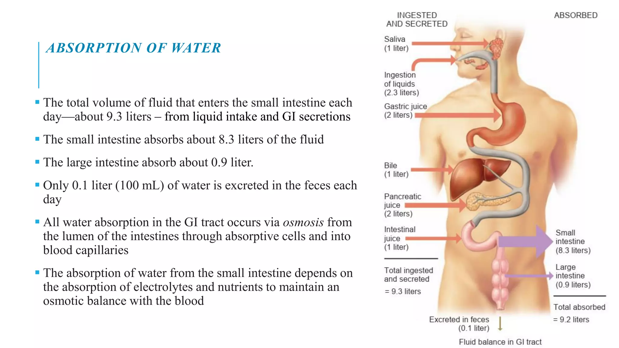 ABSORPTION OF WATER
▪ The total volume of fluid that enters the small intestine each
day—about 9.3 liters – from liquid intake and GI secretions
▪ The small intestine absorbs about 8.3 liters of the fluid
▪ The large intestine absorb about 0.9 liter.
▪ Only 0.1 liter (100 mL) of water is excreted in the feces each
day
▪ All water absorption in the GI tract occurs via osmosis from
the lumen of the intestines through absorptive cells and into
blood capillaries
▪ The absorption of water from the small intestine depends on
the absorption of electrolytes and nutrients to maintain an
osmotic balance with the blood
 