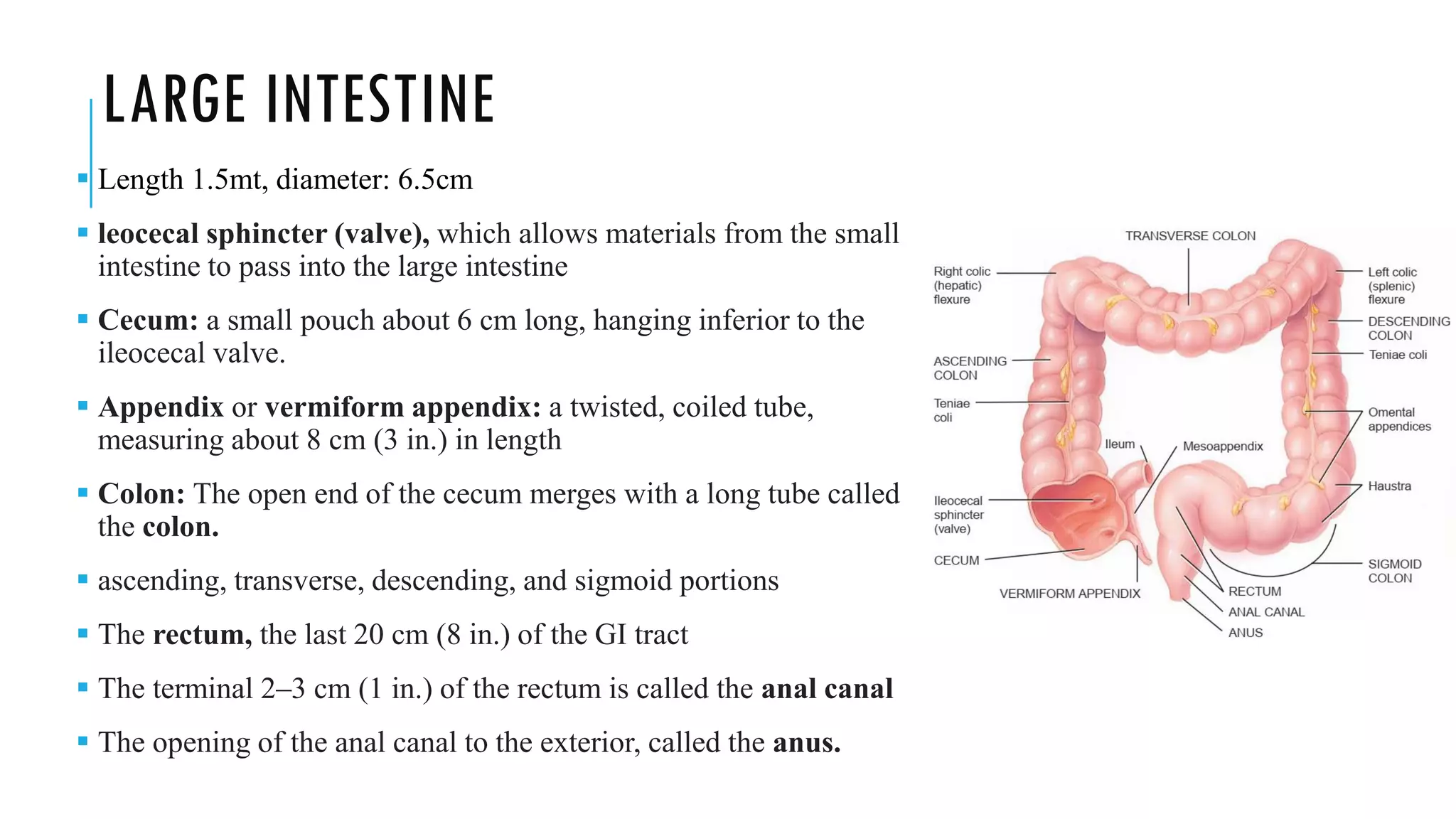 LARGE INTESTINE
▪ Length 1.5mt, diameter: 6.5cm
▪ leocecal sphincter (valve), which allows materials from the small
intestine to pass into the large intestine
▪ Cecum: a small pouch about 6 cm long, hanging inferior to the
ileocecal valve.
▪ Appendix or vermiform appendix: a twisted, coiled tube,
measuring about 8 cm (3 in.) in length
▪ Colon: The open end of the cecum merges with a long tube called
the colon.
▪ ascending, transverse, descending, and sigmoid portions
▪ The rectum, the last 20 cm (8 in.) of the GI tract
▪ The terminal 2–3 cm (1 in.) of the rectum is called the anal canal
▪ The opening of the anal canal to the exterior, called the anus.
 
