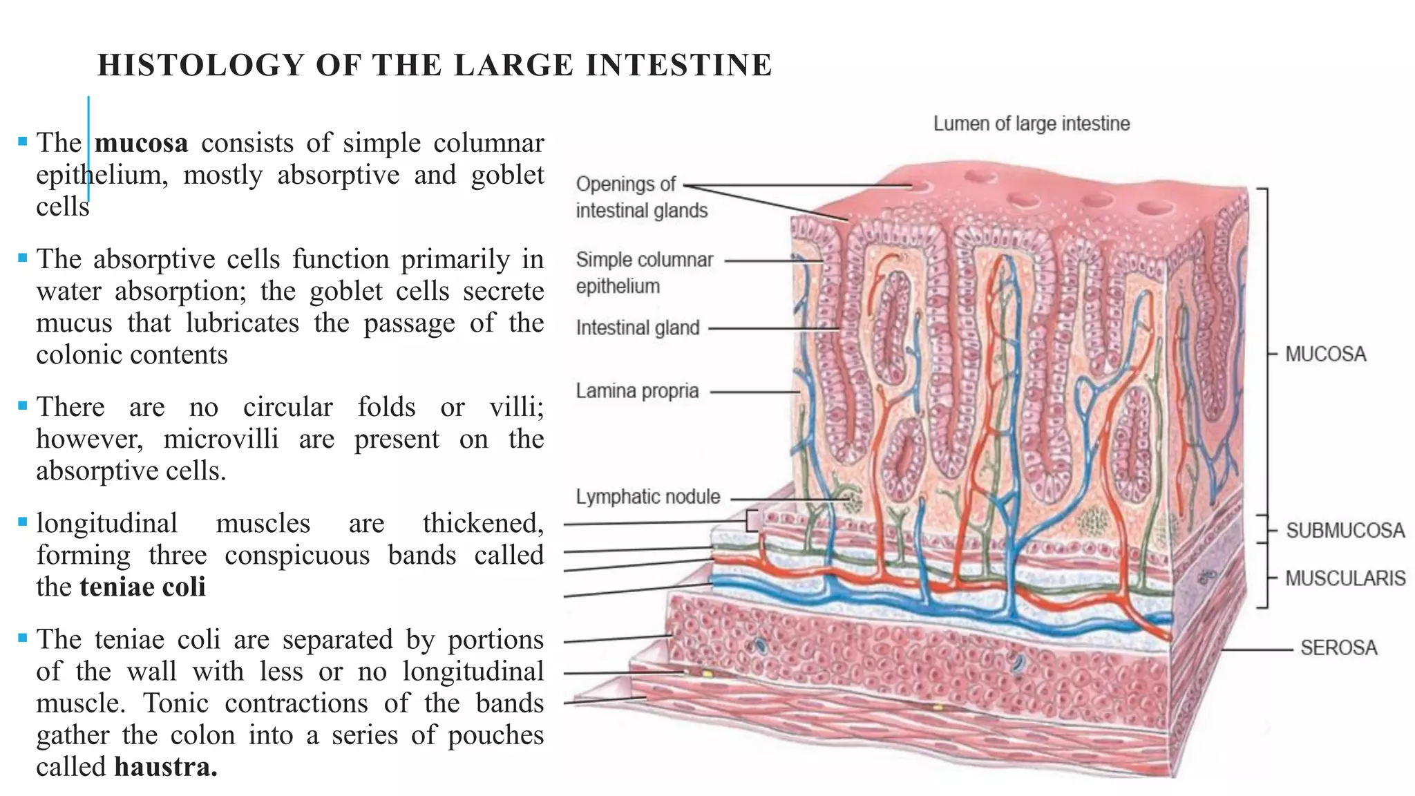 HISTOLOGY OF THE LARGE INTESTINE
▪ The mucosa consists of simple columnar
epithelium, mostly absorptive and goblet
cells
▪ The absorptive cells function primarily in
water absorption; the goblet cells secrete
mucus that lubricates the passage of the
colonic contents
▪ There are no circular folds or villi;
however, microvilli are present on the
absorptive cells.
▪ longitudinal muscles are thickened,
forming three conspicuous bands called
the teniae coli
▪ The teniae coli are separated by portions
of the wall with less or no longitudinal
muscle. Tonic contractions of the bands
gather the colon into a series of pouches
called haustra.
 