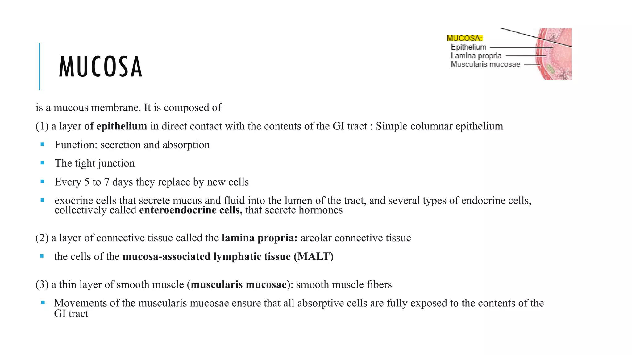 MUCOSA
is a mucous membrane. It is composed of
(1) a layer of epithelium in direct contact with the contents of the GI tract : Simple columnar epithelium
▪ Function: secretion and absorption
▪ The tight junction
▪ Every 5 to 7 days they replace by new cells
▪ exocrine cells that secrete mucus and fluid into the lumen of the tract, and several types of endocrine cells,
collectively called enteroendocrine cells, that secrete hormones
(2) a layer of connective tissue called the lamina propria: areolar connective tissue
▪ the cells of the mucosa-associated lymphatic tissue (MALT)
(3) a thin layer of smooth muscle (muscularis mucosae): smooth muscle fibers
▪ Movements of the muscularis mucosae ensure that all absorptive cells are fully exposed to the contents of the
GI tract
 