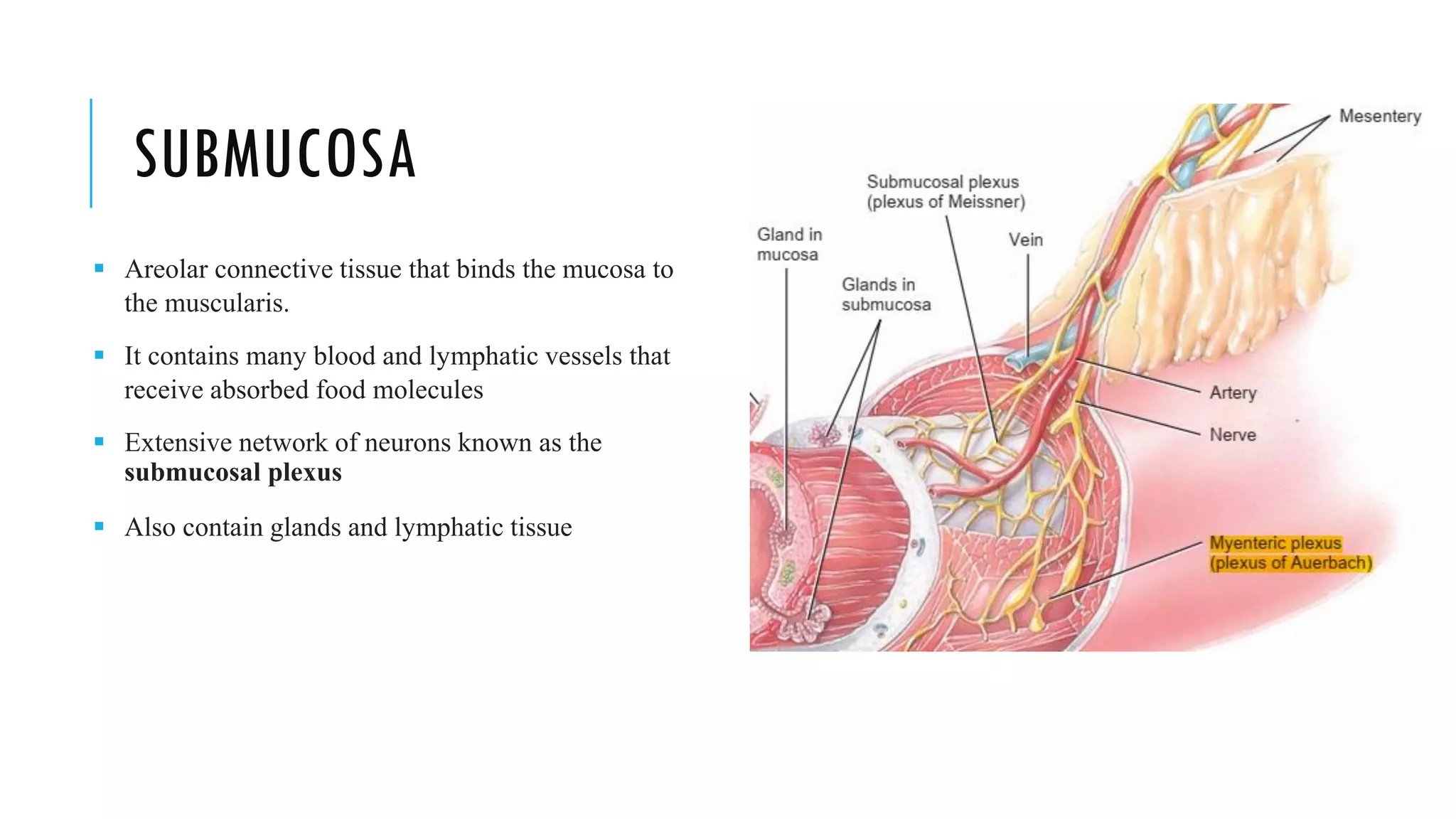 SUBMUCOSA
▪ Areolar connective tissue that binds the mucosa to
the muscularis.
▪ It contains many blood and lymphatic vessels that
receive absorbed food molecules
▪ Extensive network of neurons known as the
submucosal plexus
▪ Also contain glands and lymphatic tissue
 