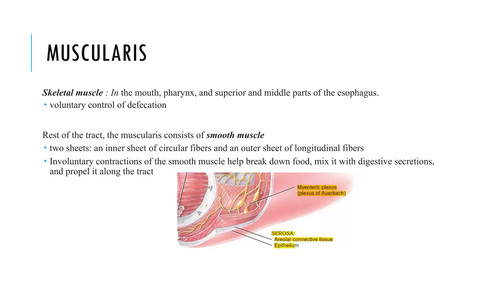 MUSCULARIS
Skeletal muscle : In the mouth, pharynx, and superior and middle parts of the esophagus.
 voluntary control of defecation
Rest of the tract, the muscularis consists of smooth muscle
 two sheets: an inner sheet of circular fibers and an outer sheet of longitudinal fibers
 Involuntary contractions of the smooth muscle help break down food, mix it with digestive secretions,
and propel it along the tract
 