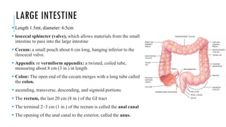Unit 2-digestion.pdf